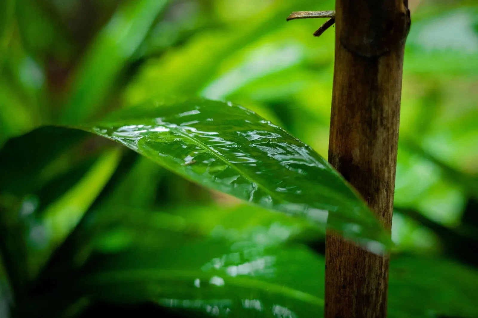 Mundo Amazónico (parque ecológico)