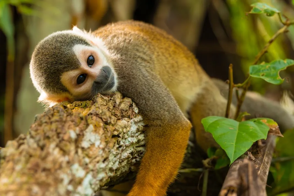 Amazonas Arara Plan - Colombia