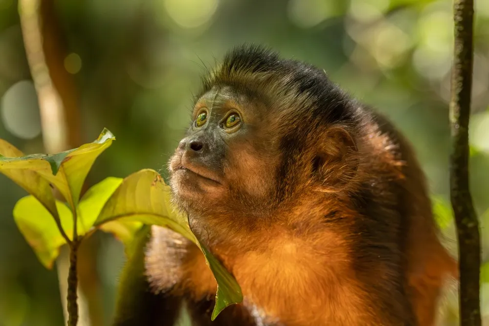 Marasha Reserve (Peru)