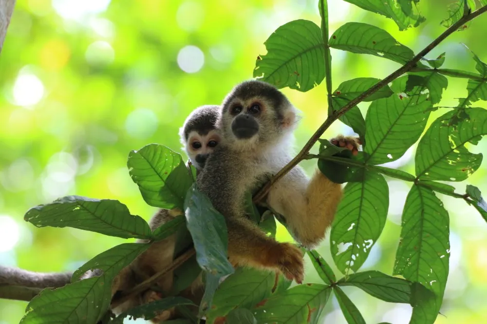 Peruvian Amazon Reserve