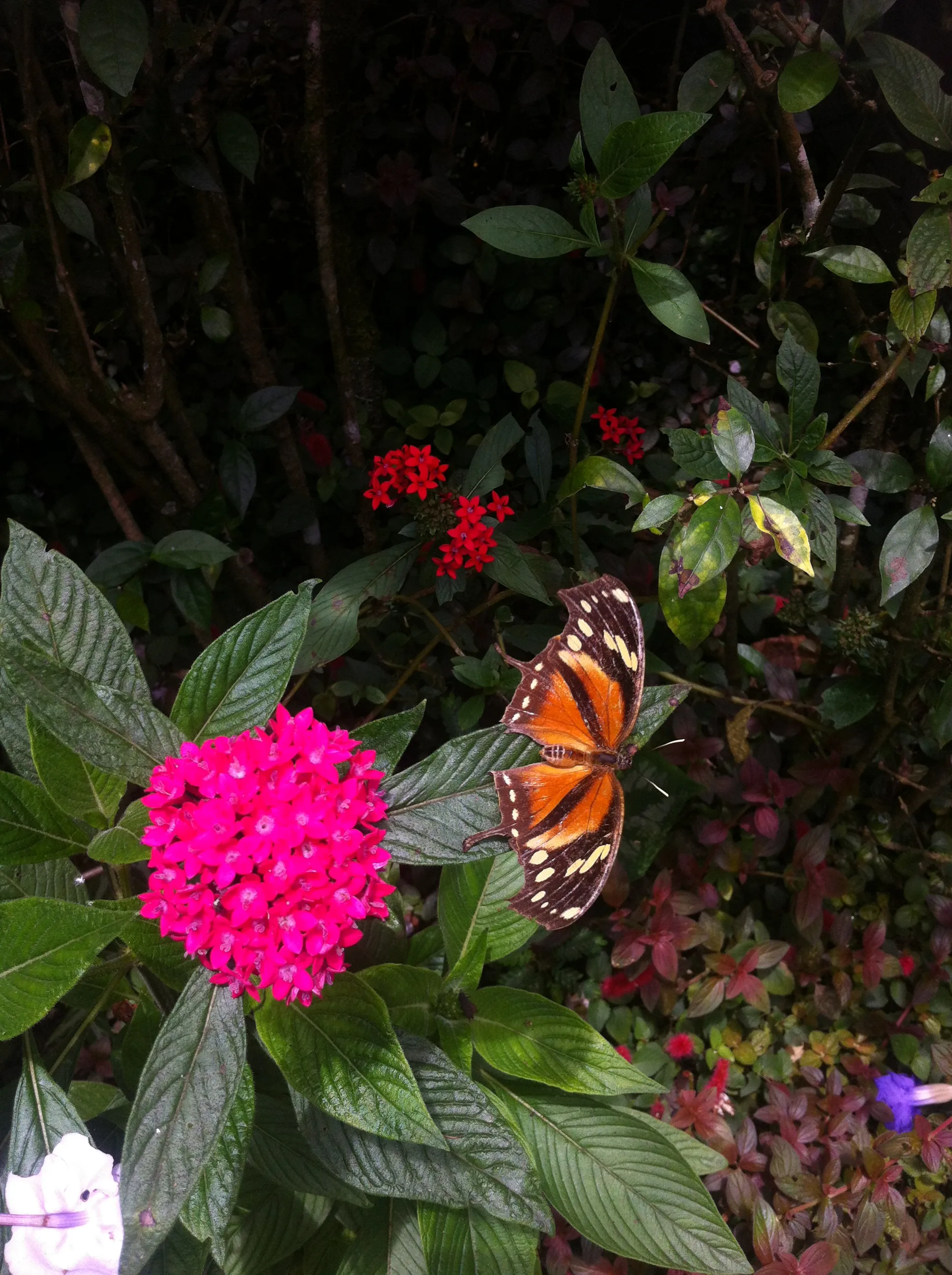 Jardin botanique