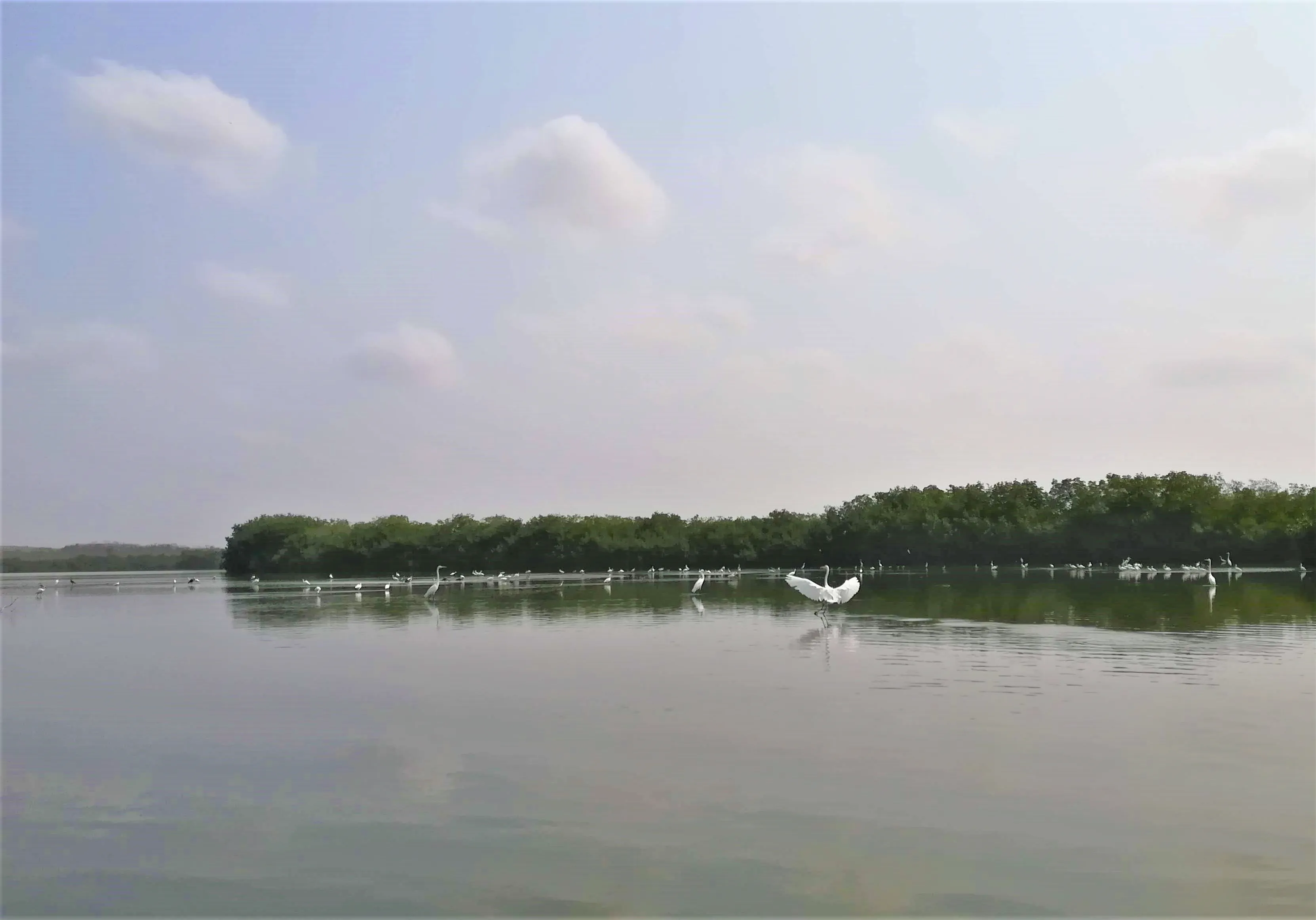 Mangrovie di La Boquilla