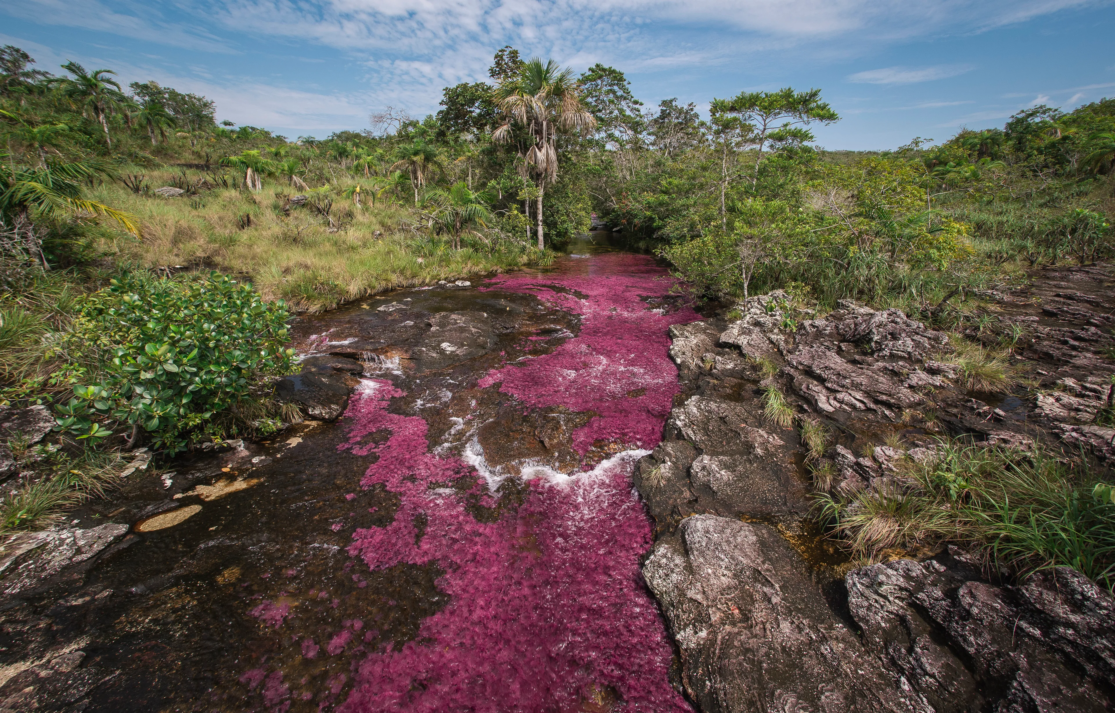 Caño Cristales