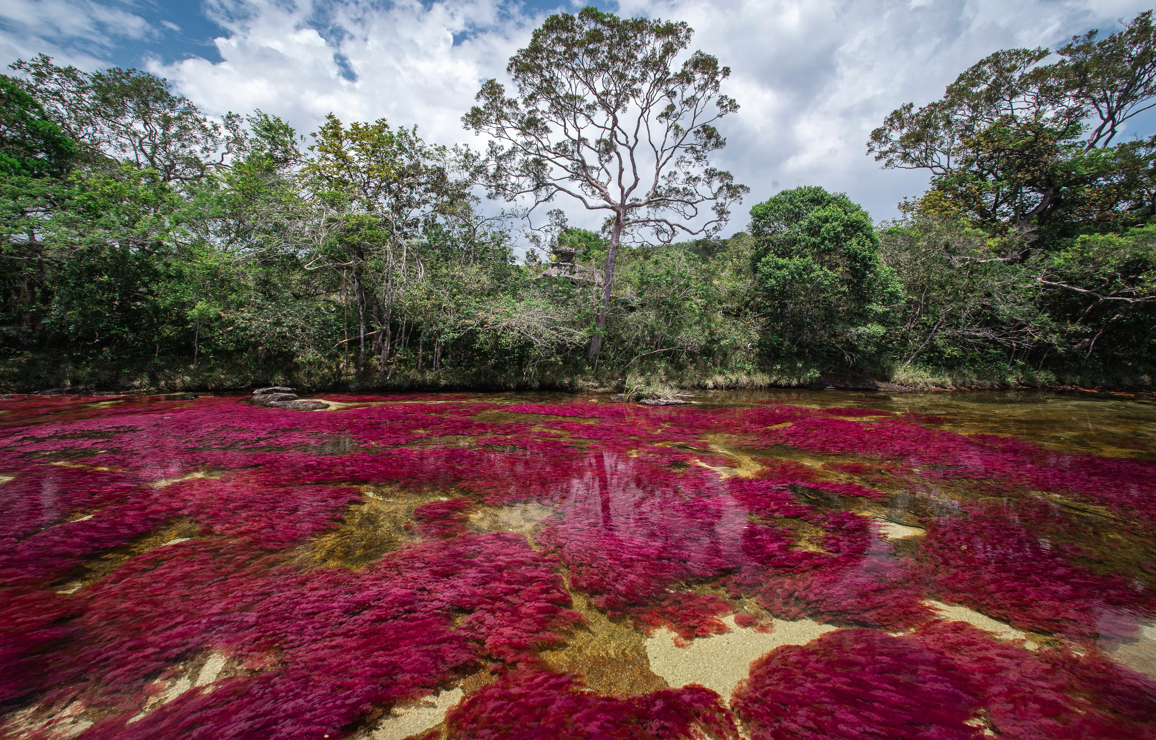 Caño Cristales
