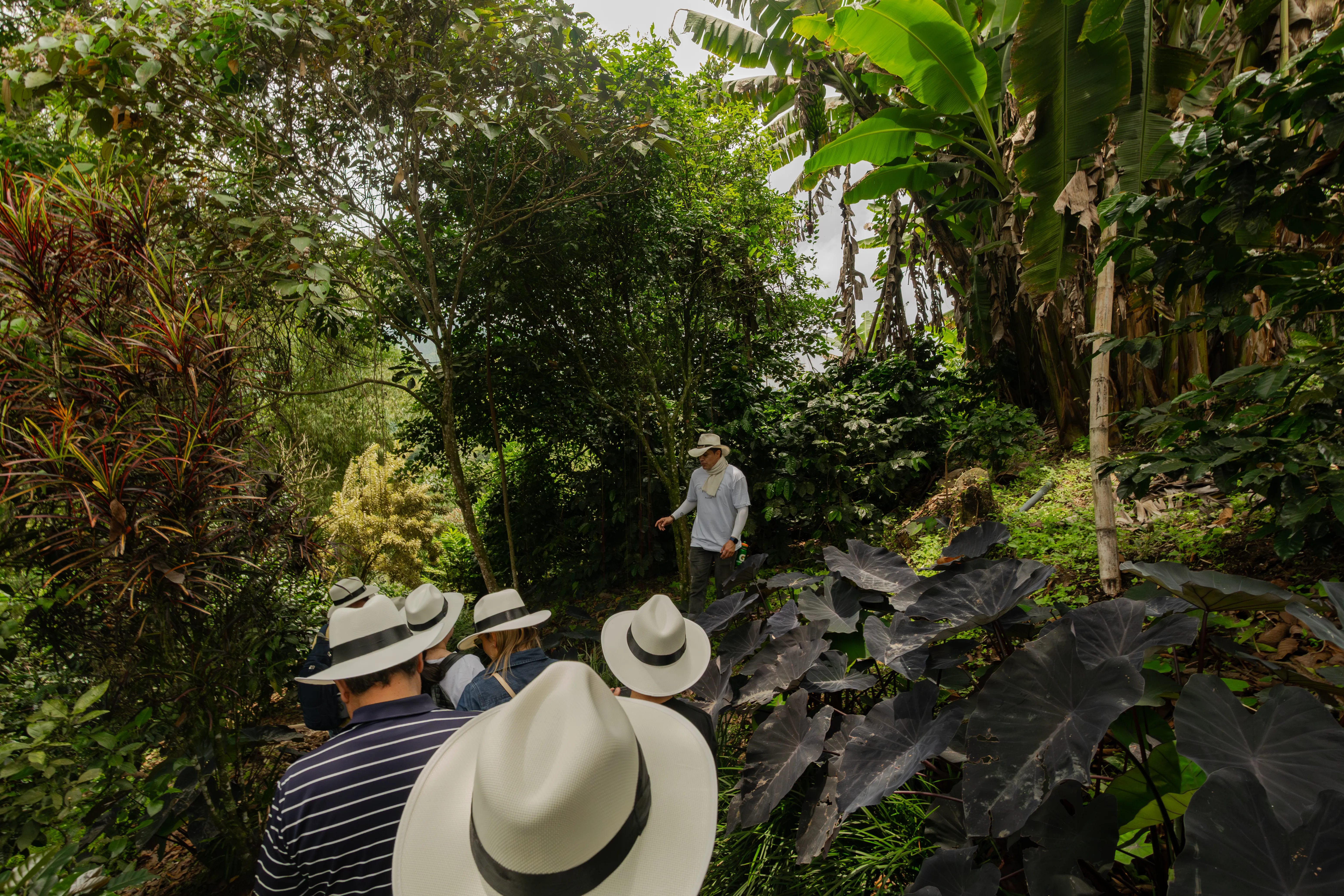 Traditional Coffee Farm