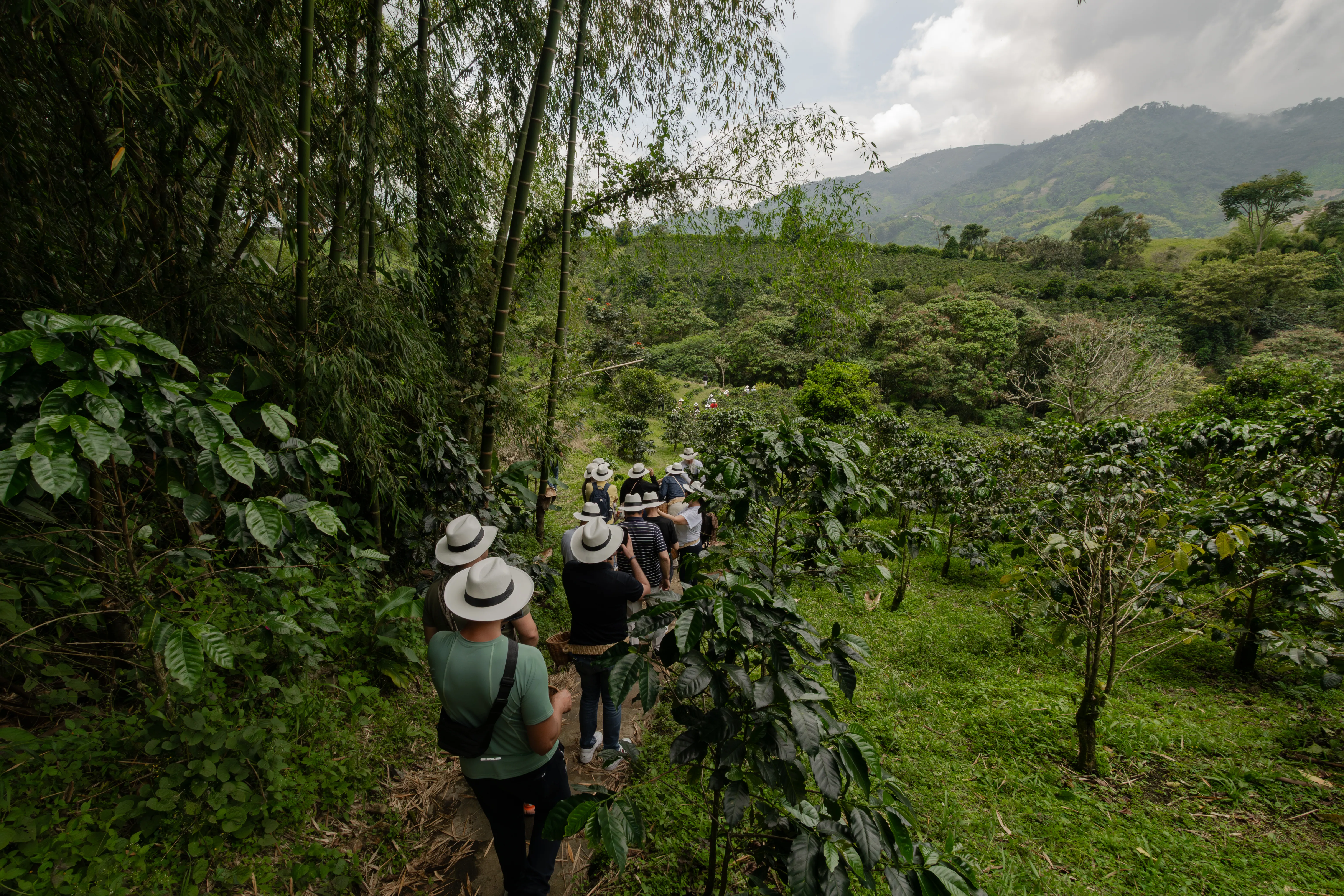Quindío: Coffee Essence & Nature