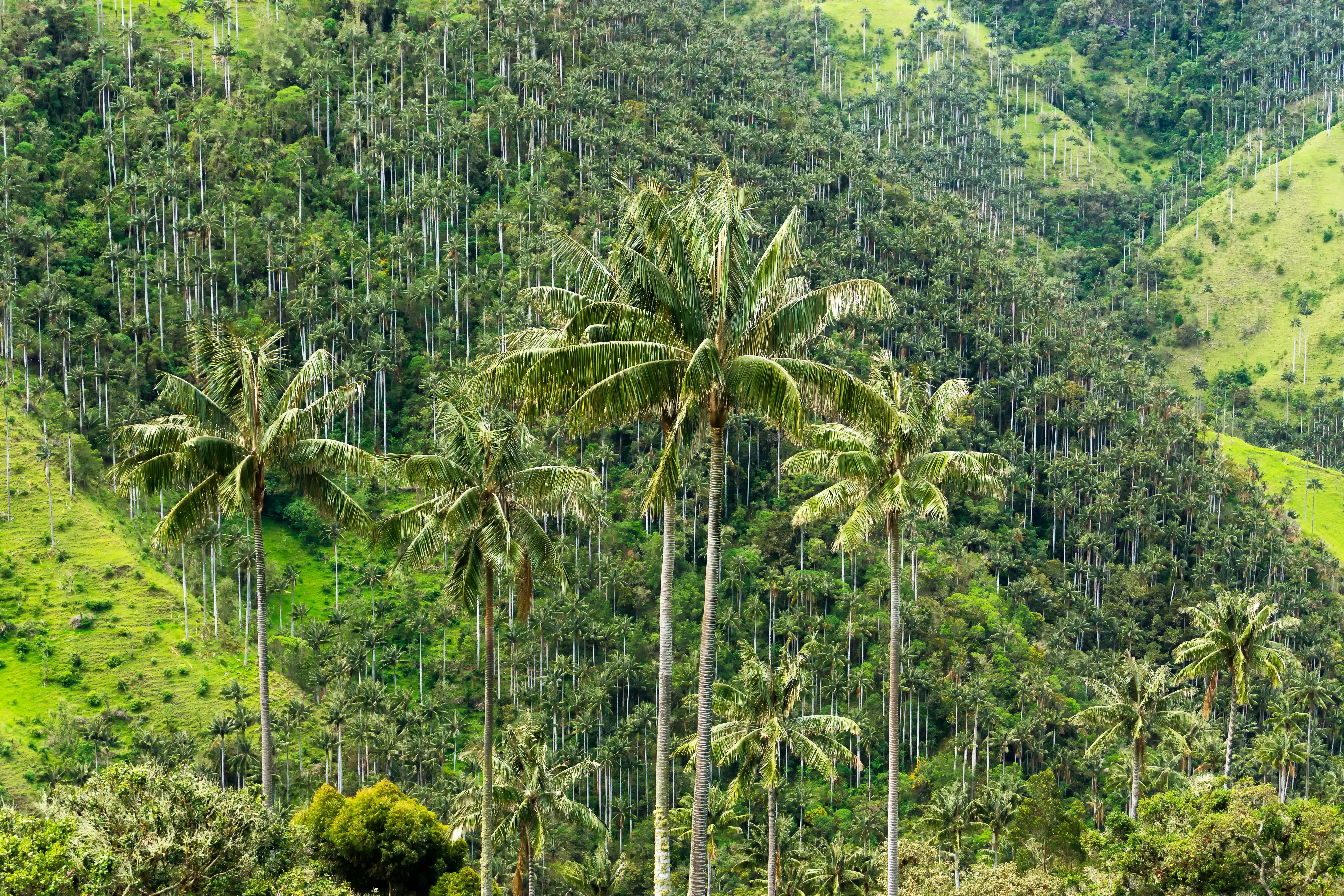 Quindío: Aventura e café nos Andes sabores da região cafeeira -5 Quindio #3 - Colômbia