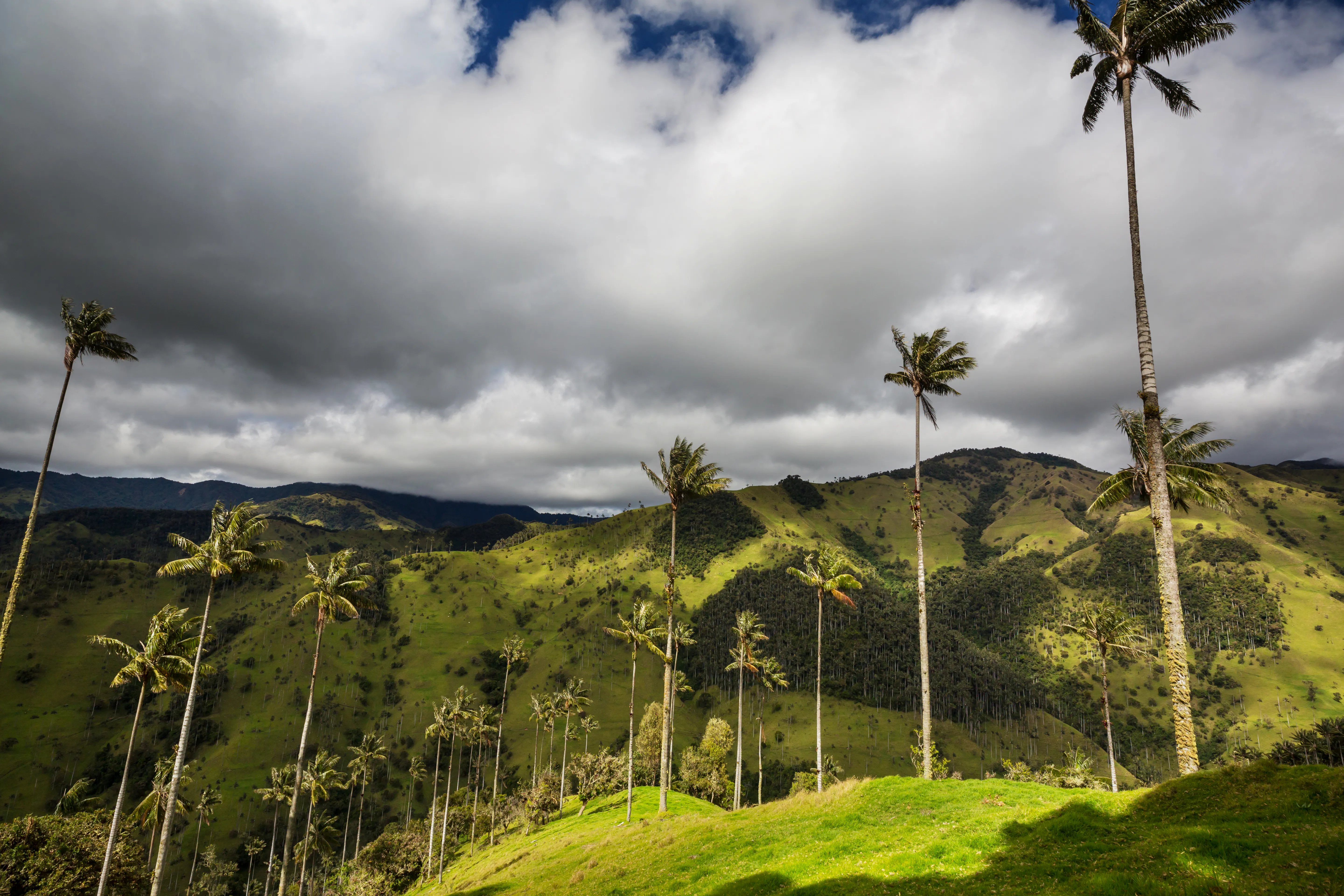 Quindío: O coração da região cafeeira da Colômbia