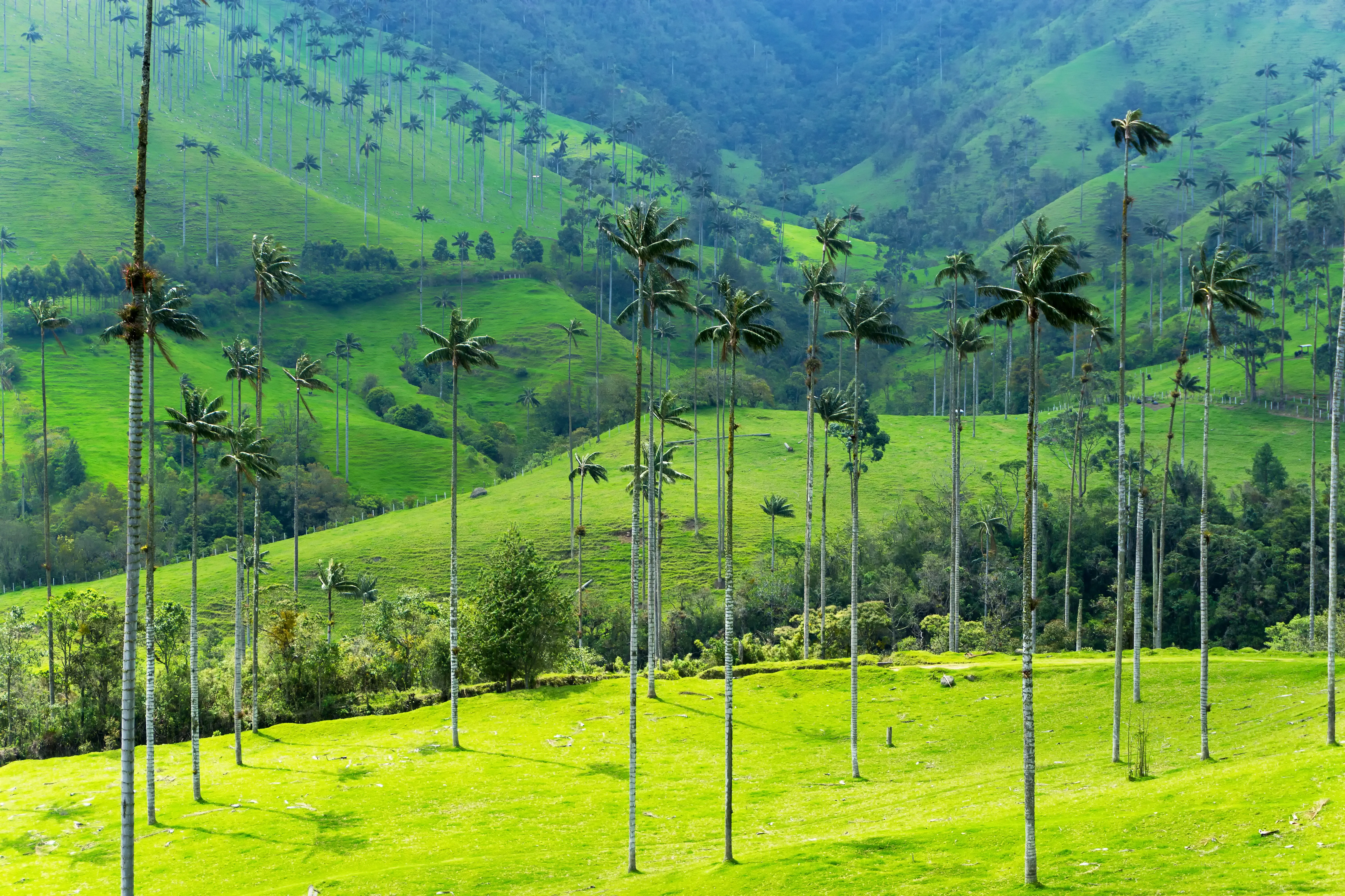 Quindío: Essência do café e natureza