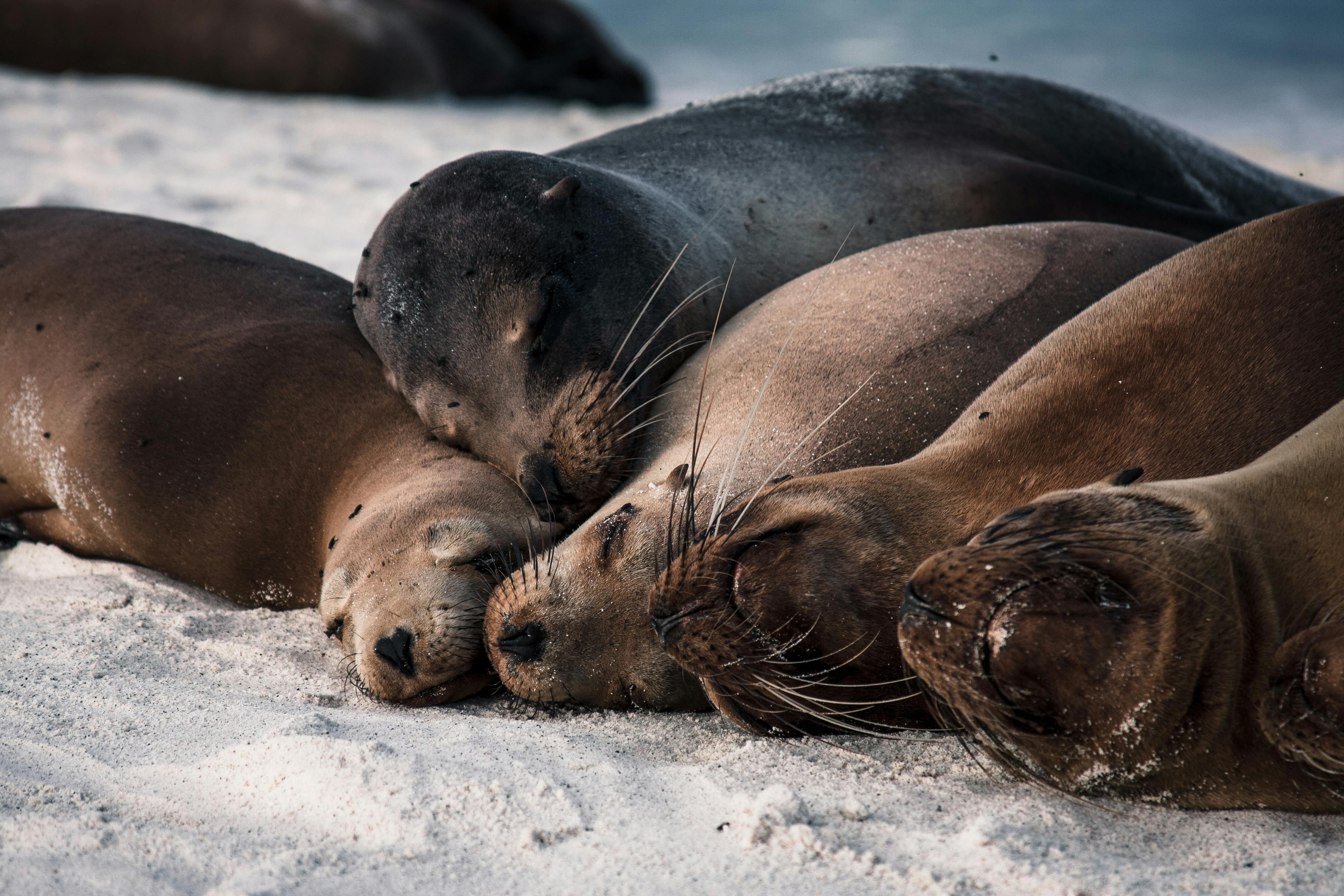 Galápagos