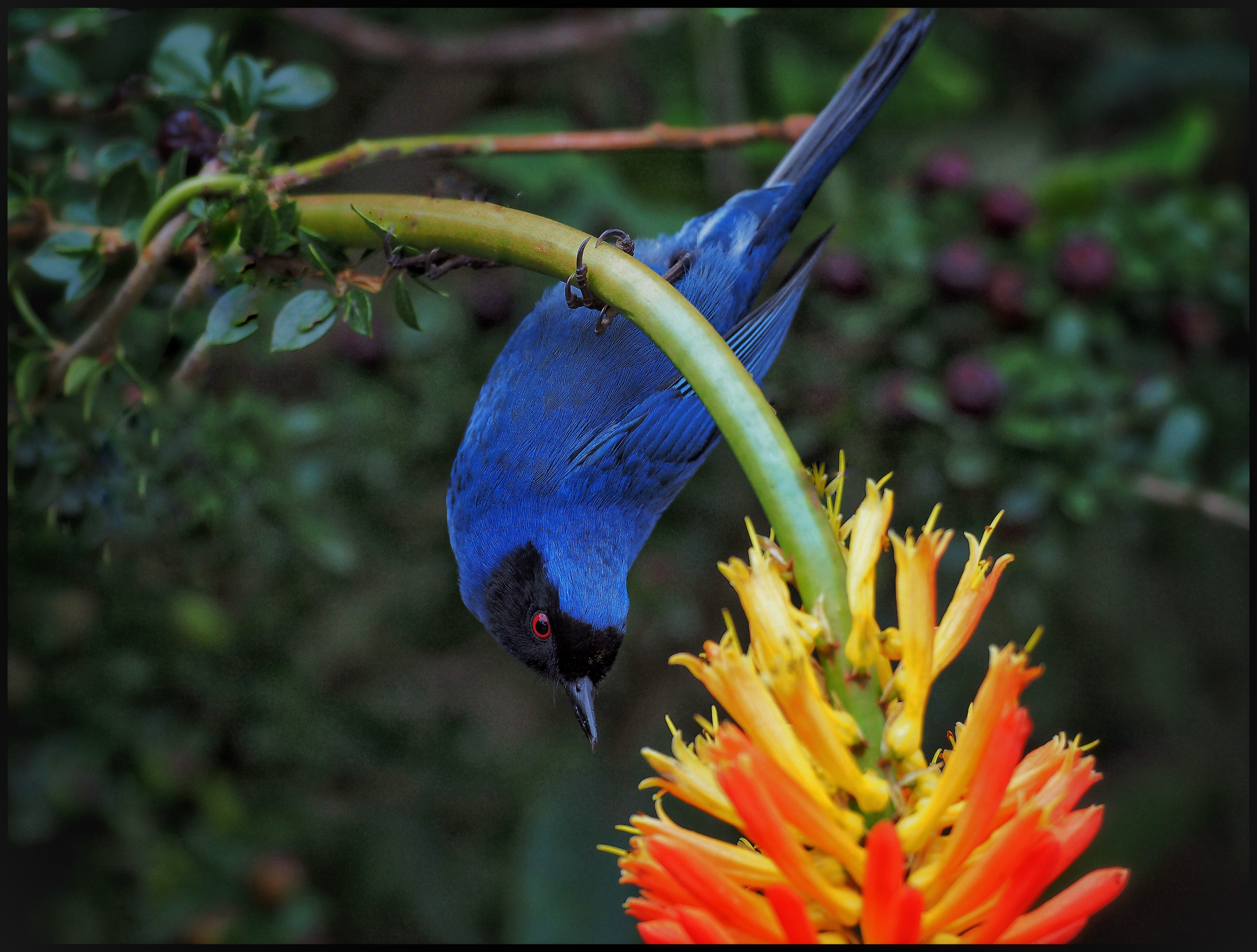 WILDLIFE & NATURE Experience
