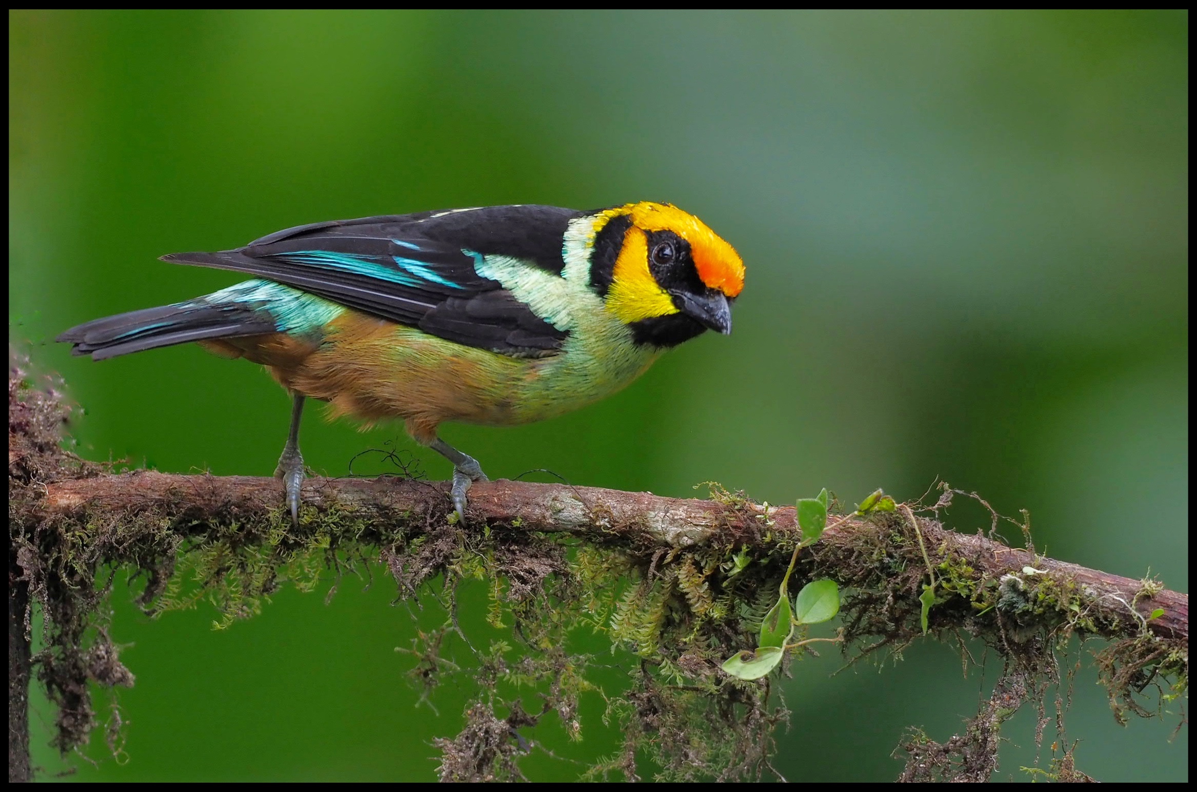 WILDLIFE & NATURE Experience
