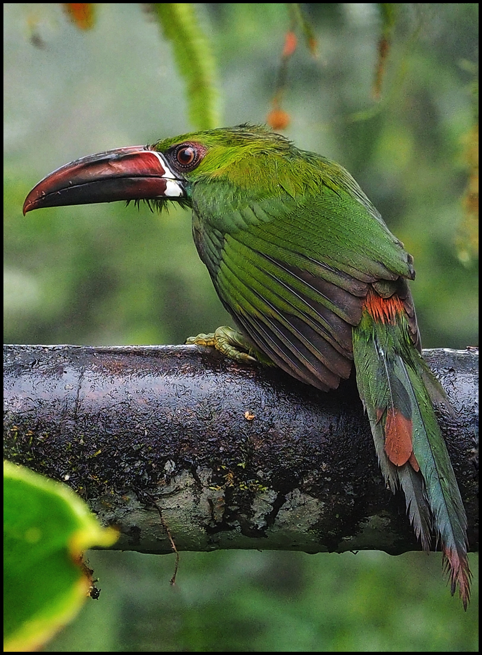 Five Days Remo Adventure - Ecuador