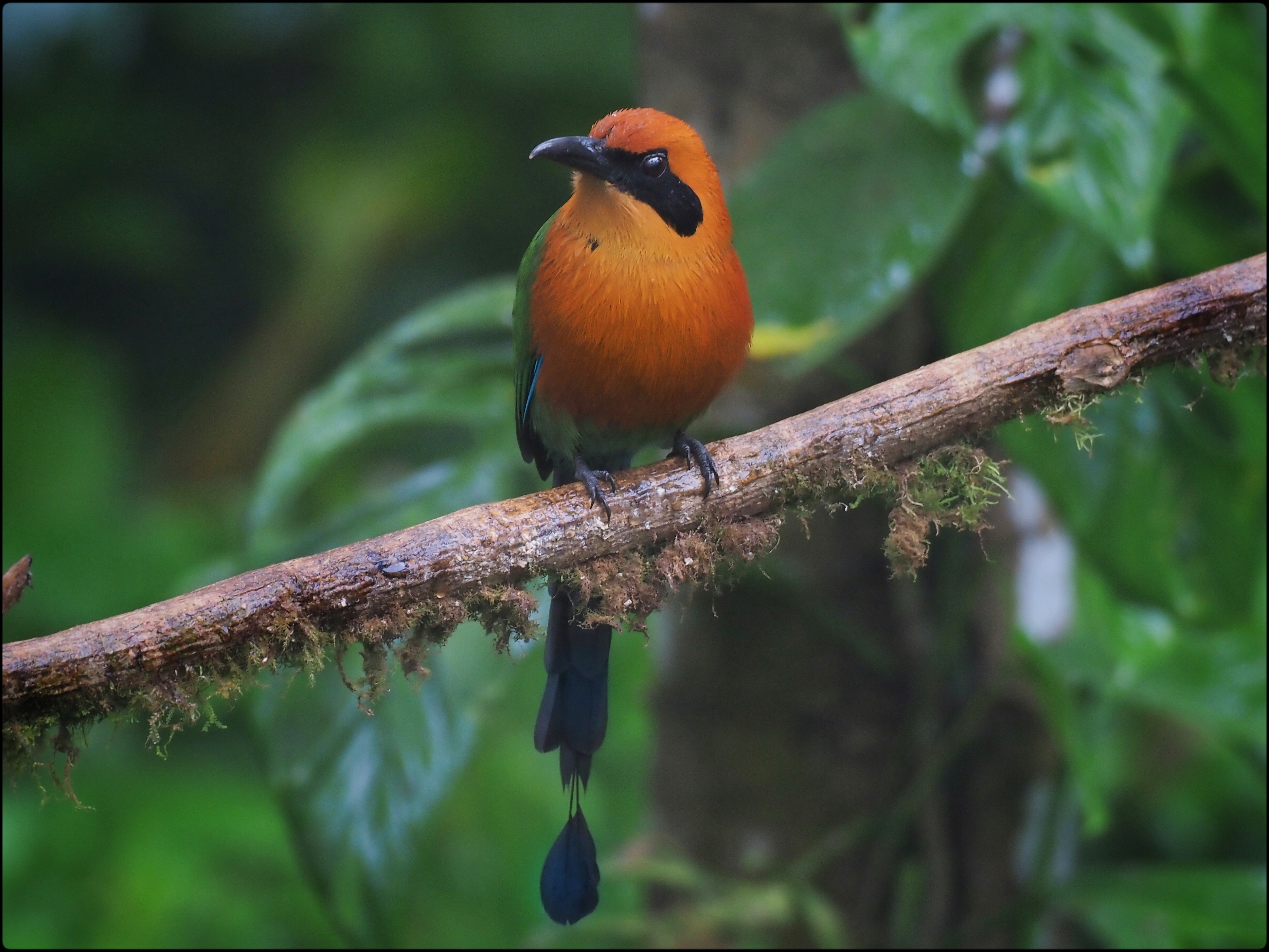 WILDLIFE & NATURE Experience