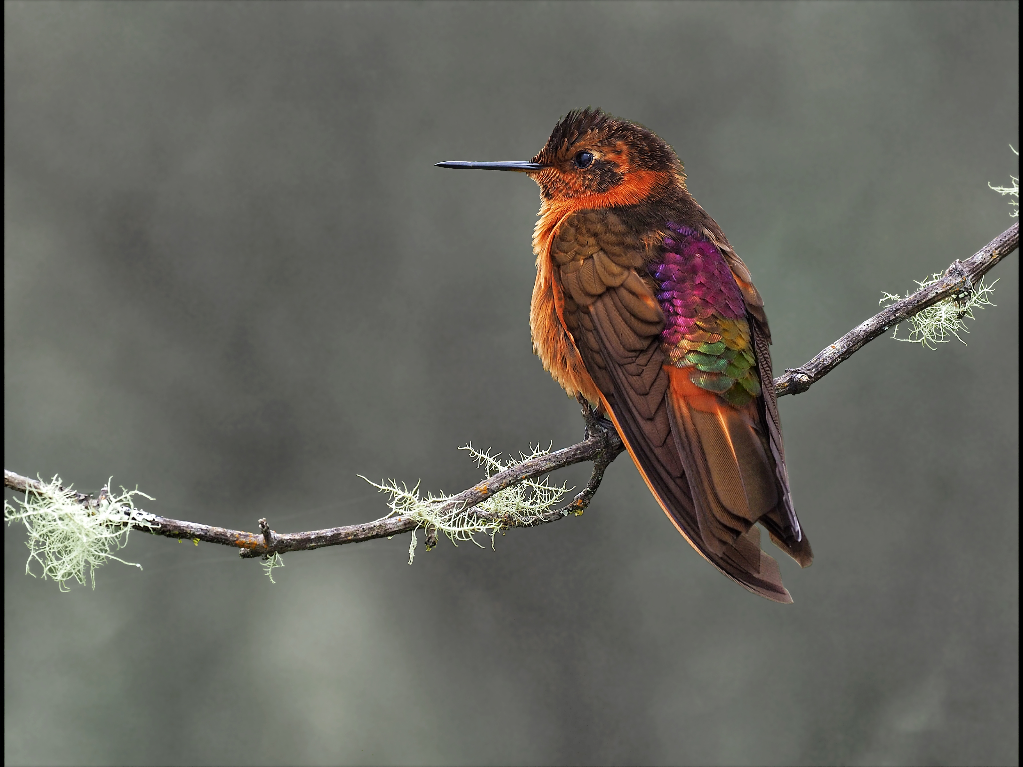 WILDLIFE & NATURE Experience