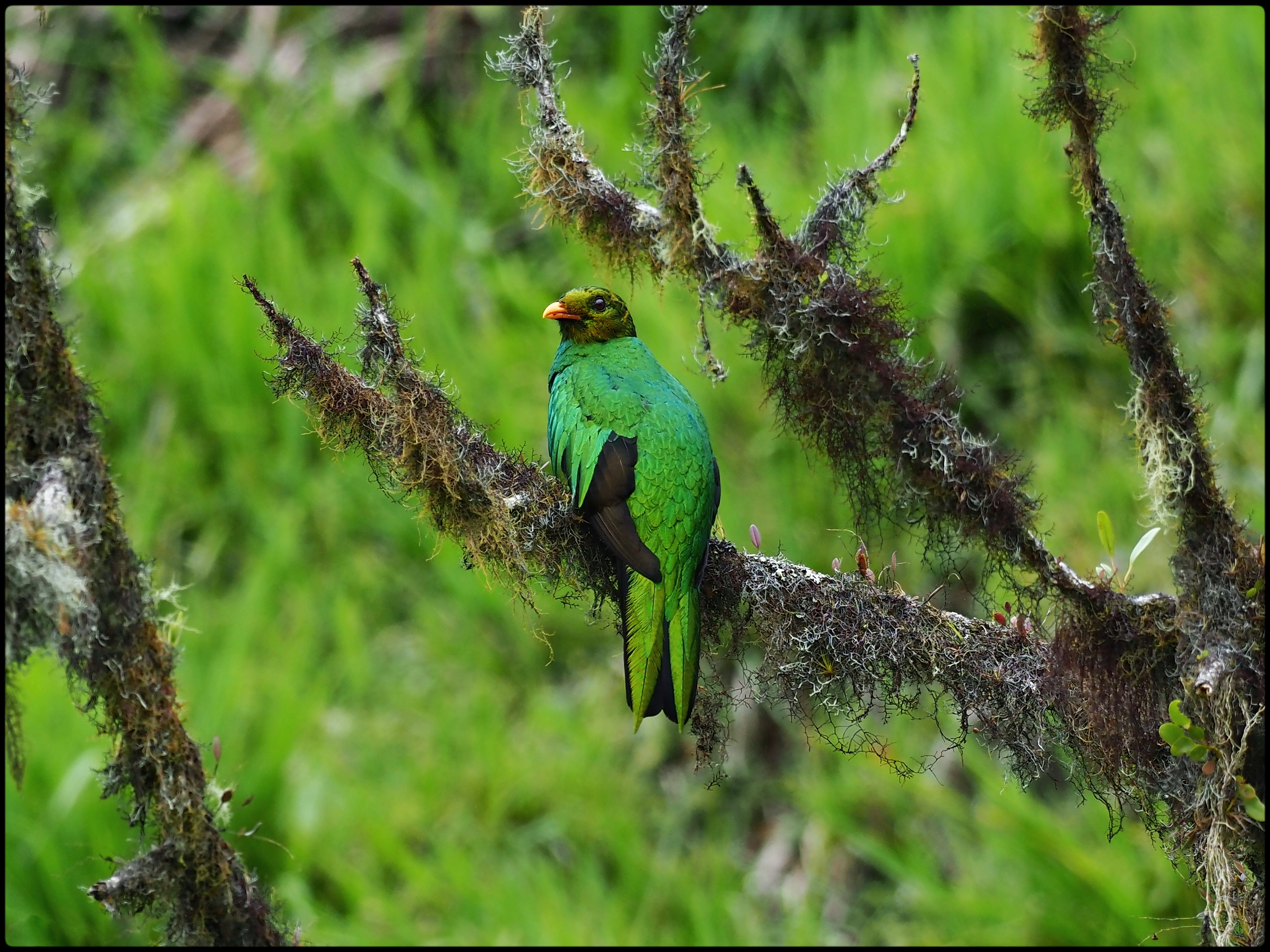 WILDLIFE & NATURE Experience