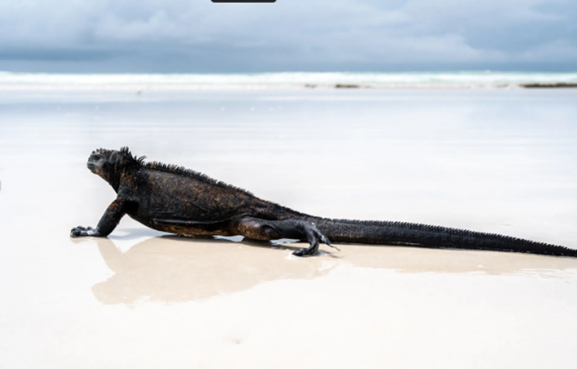Galapagos and Ecuador 12 Days - Adventure, Nature and Culture