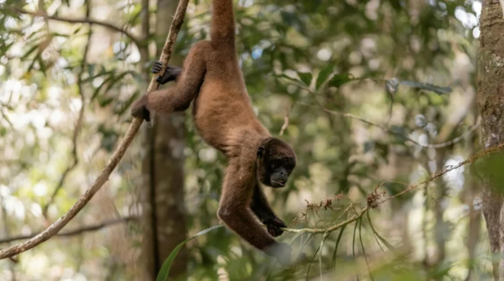 Waorani Tribe Kayak Expedition - A Deep Amazonian Journey