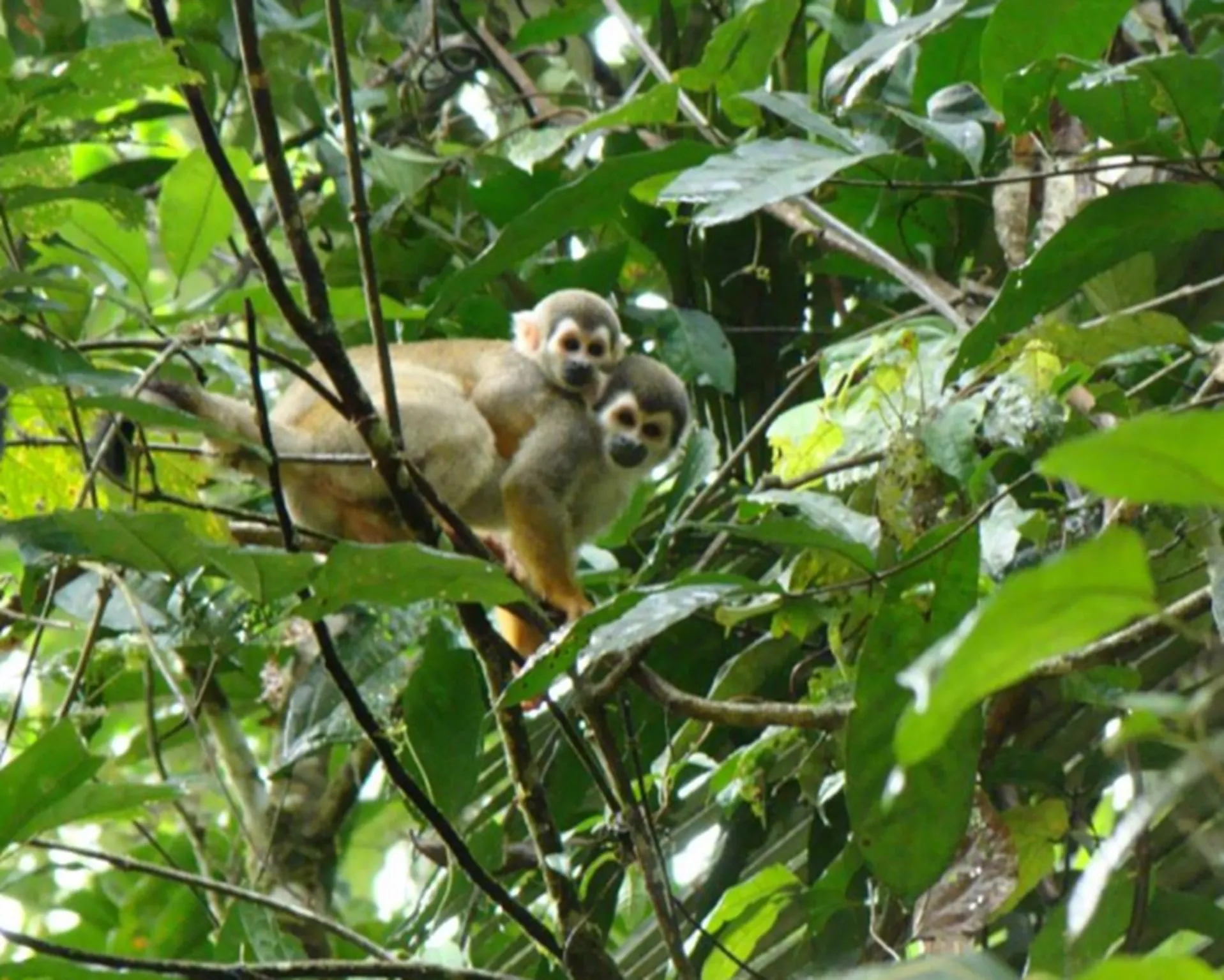 Amazon and Andes in Ecuador