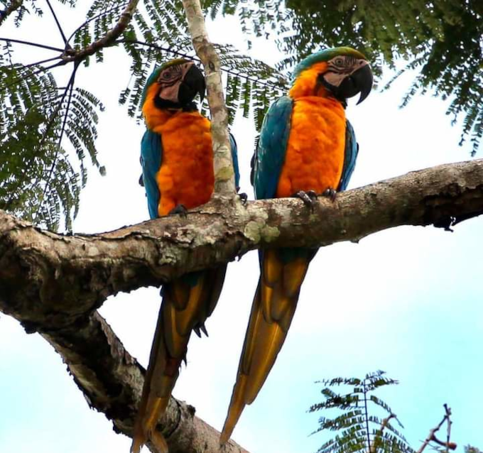 Parrot Clay Lick