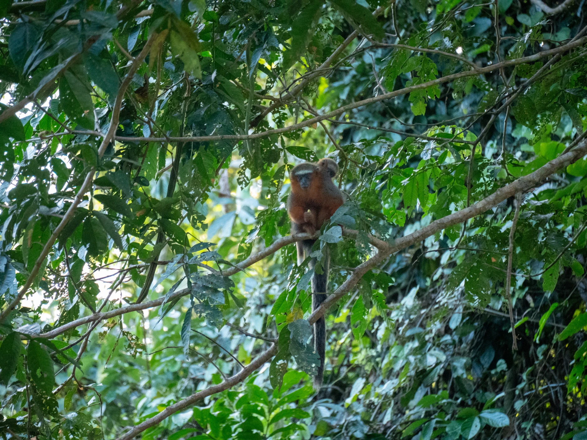 Cuyabeno Adventure 5D/4N