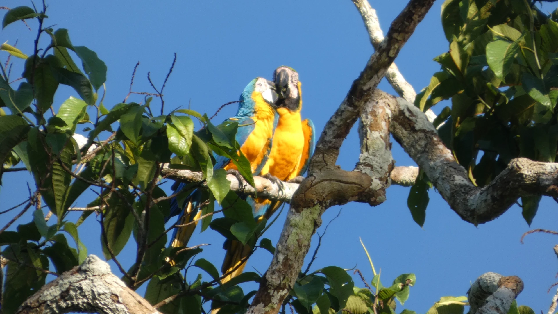 Parrot Clay Lick