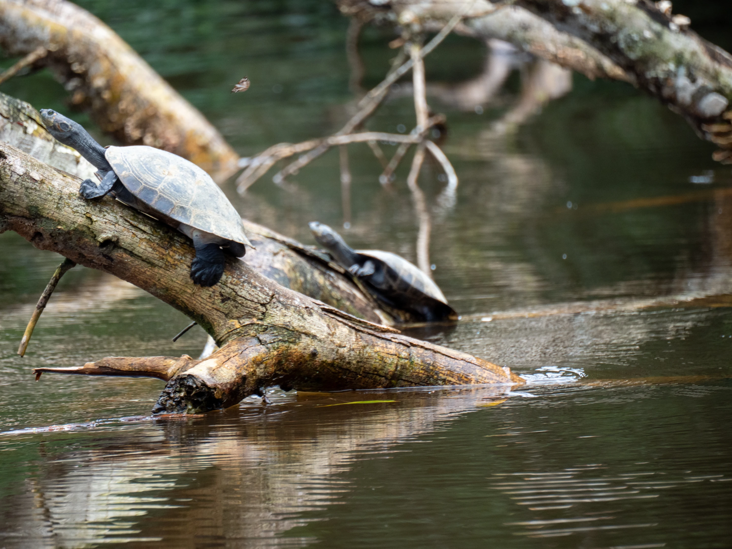 Cuyabeno Adventure & Conservation 5D/4N
