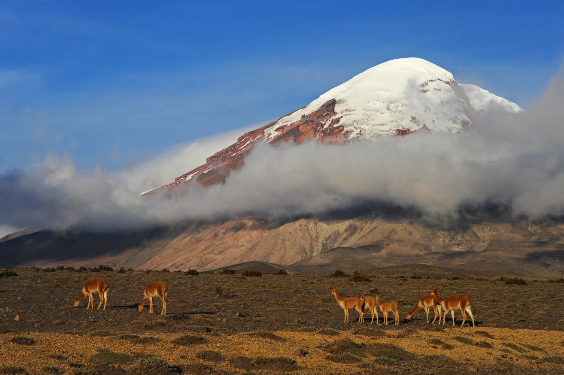 Chimborazo