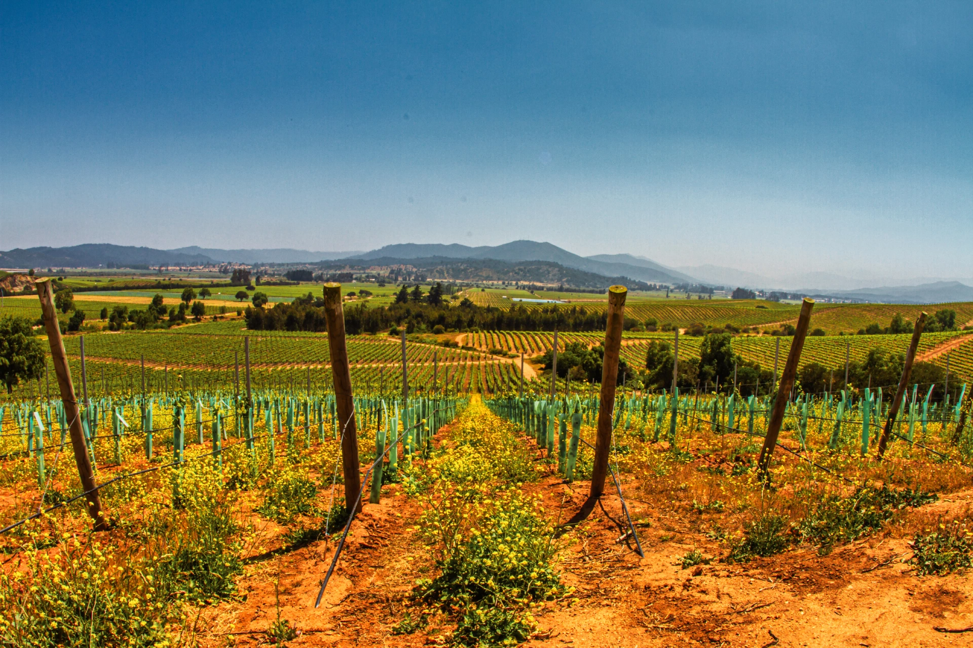 Santiago & Valparaíso: Wine, Nature & Culture — 8-Day Itinerary