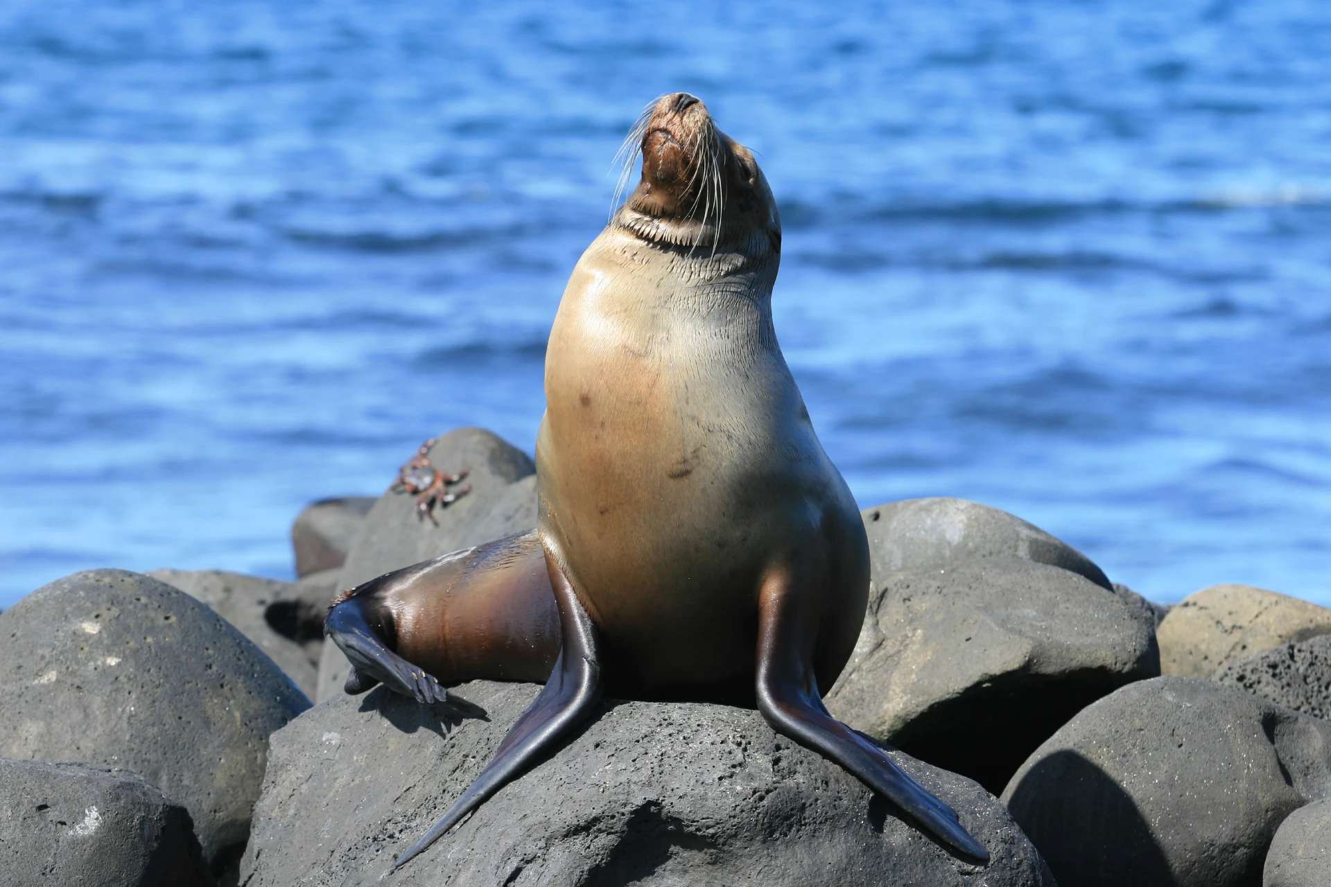 Galapagos