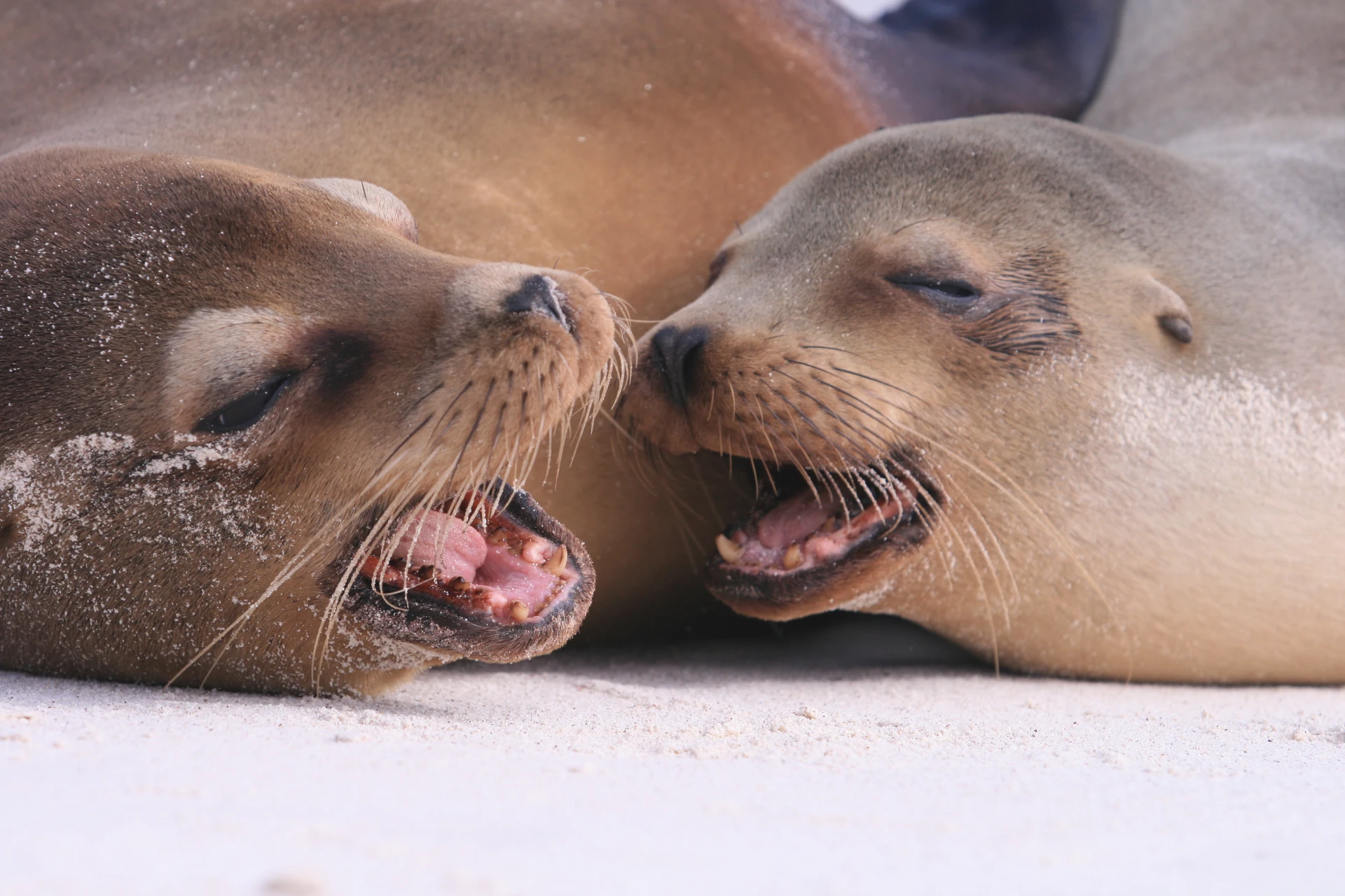 Galapagos