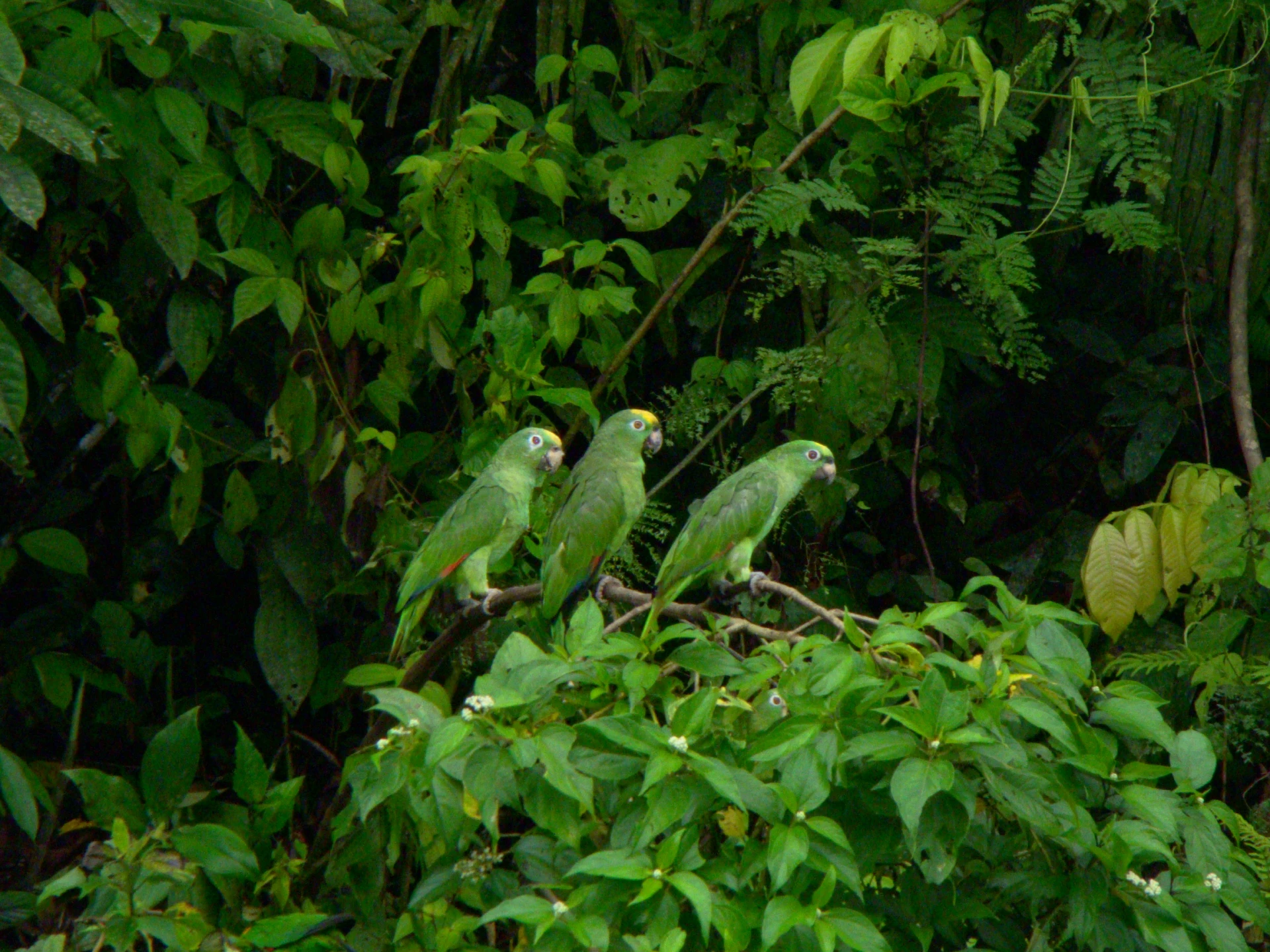 Ecuadorian Amazon Spirit 5 Days