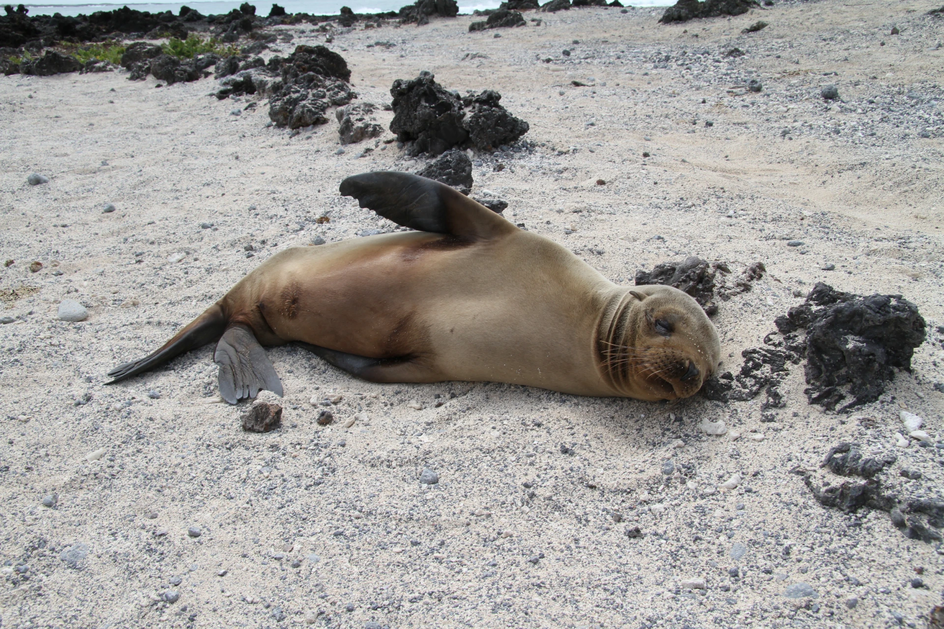 Ecuador: Galápagos und Amazonas - die zwei Juwelen