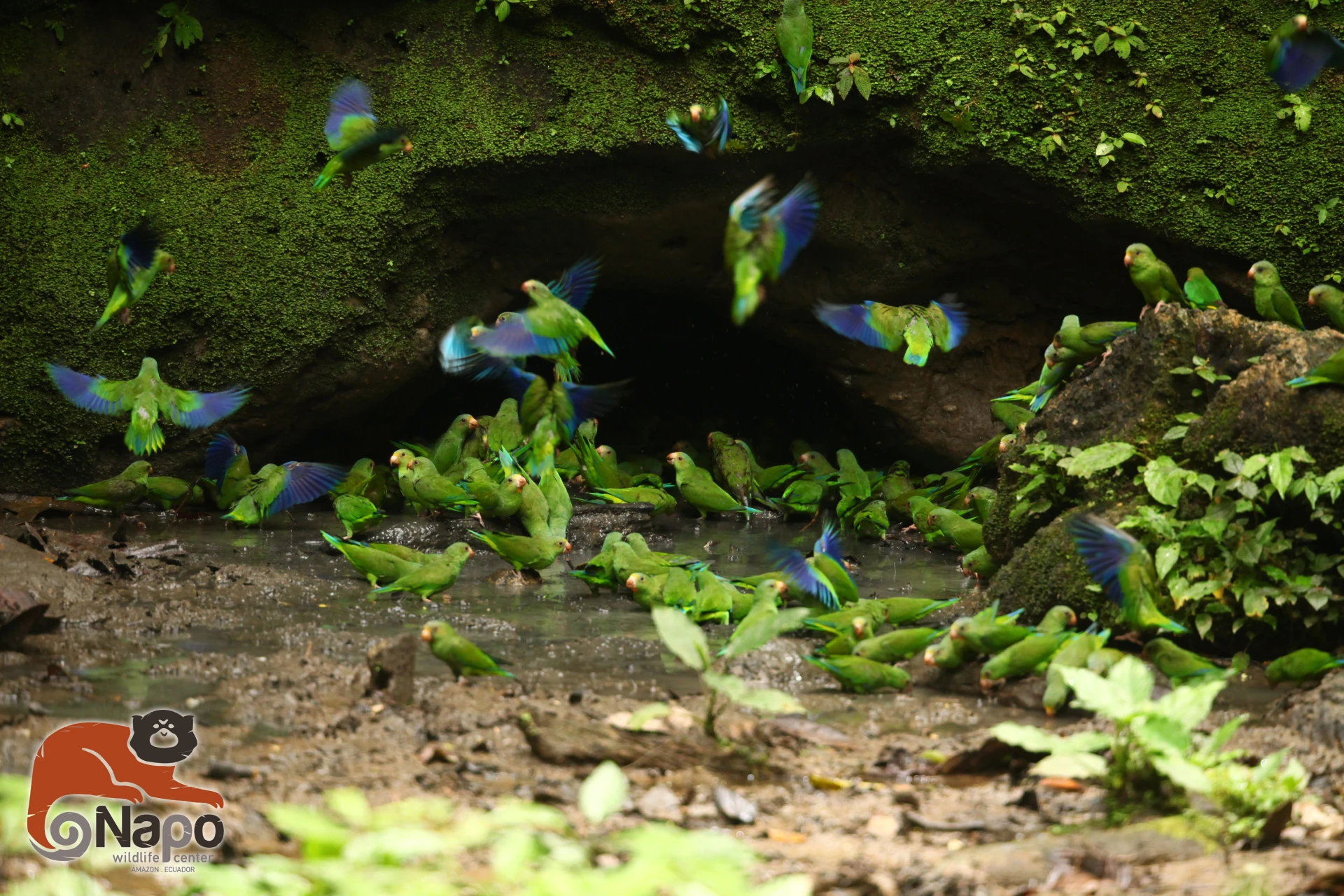 Ecuadorian Amazon Premium 4 Days– Elegance in the Heart of the Jungle