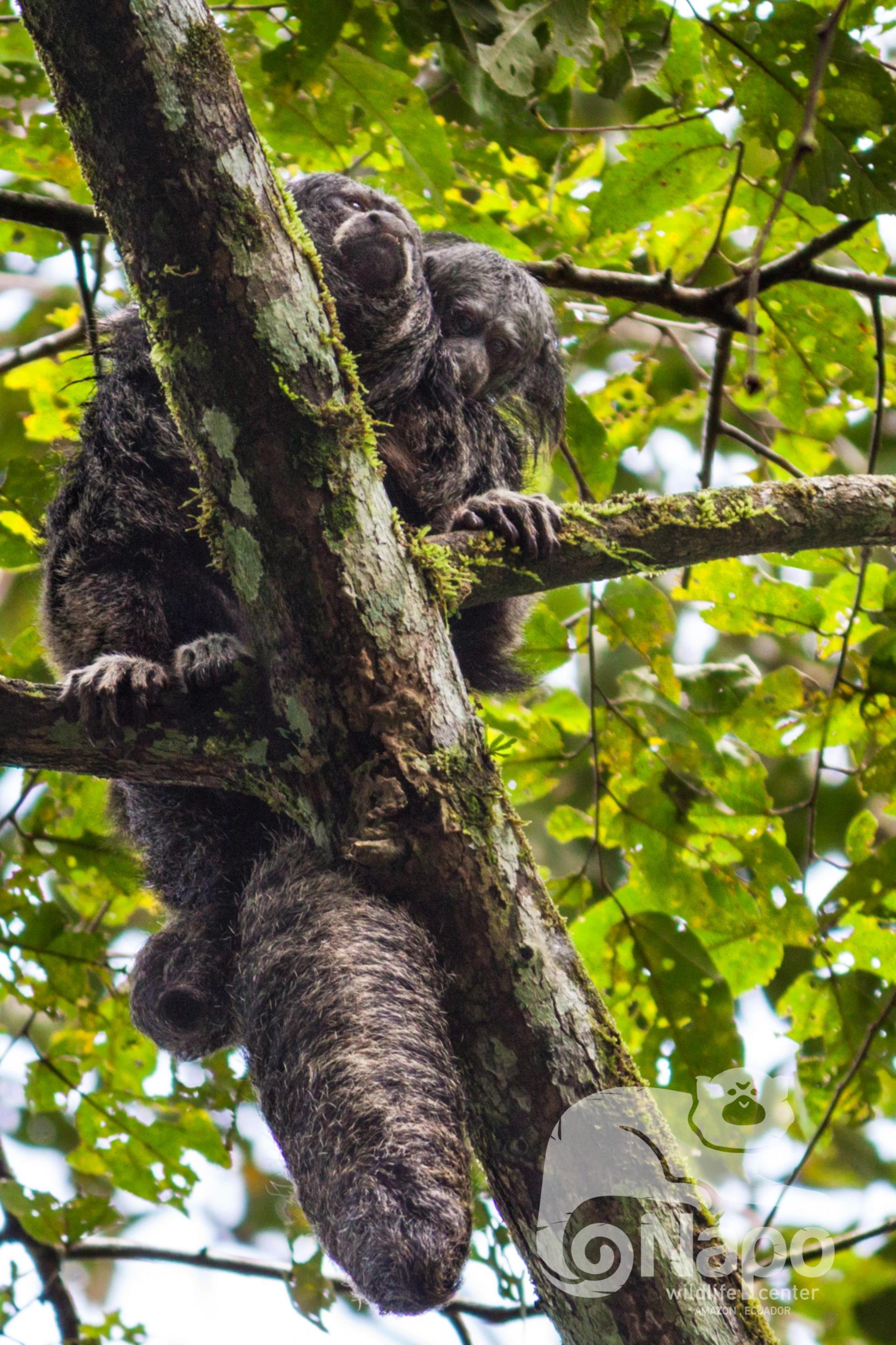 Ecuadorian Amazon Premium 4 Days– Elegance in the Heart of the Jungle