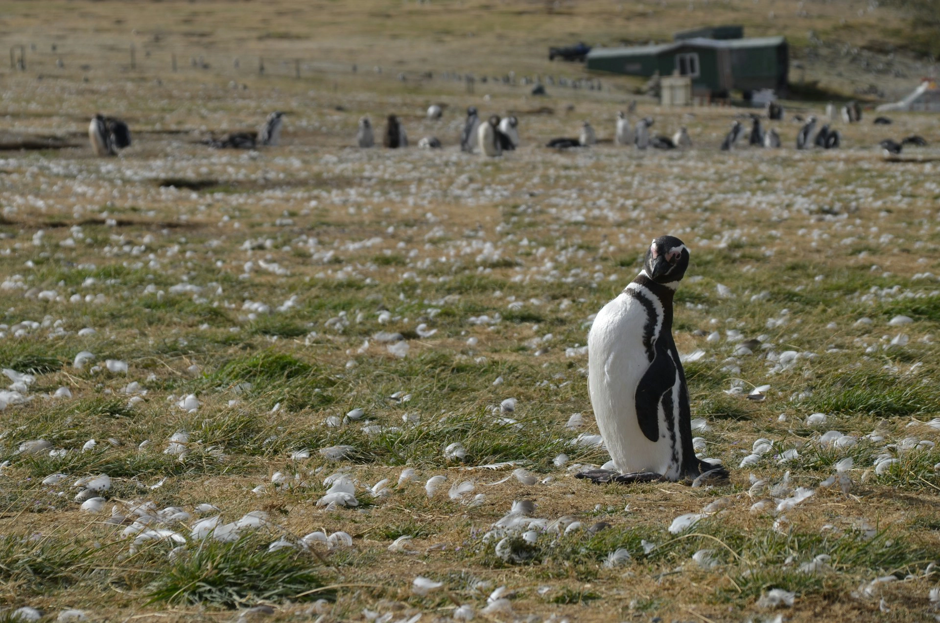 Chile Nature Tour 18 Days with Atacama and Patagonia