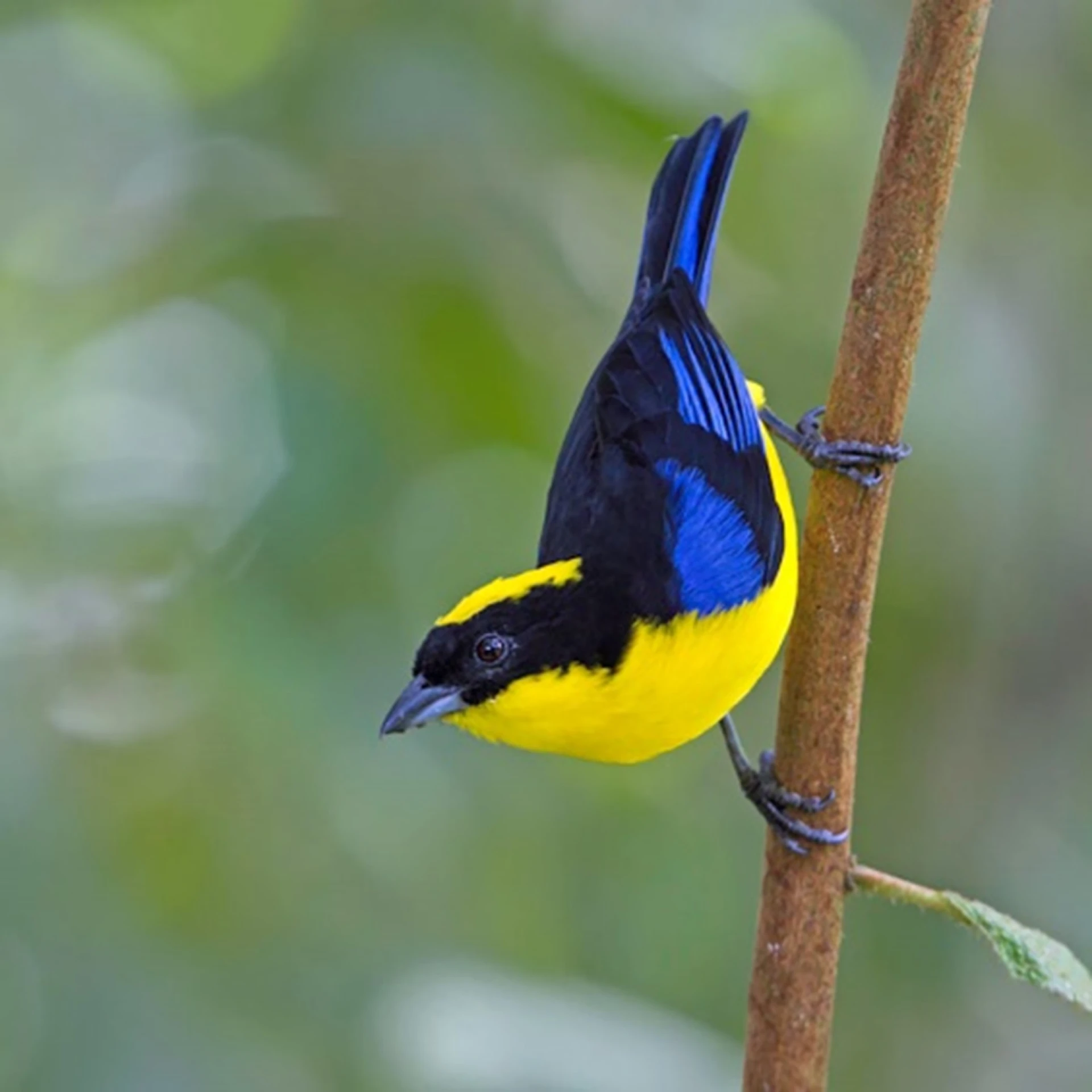 Tandayapa 3 giorni - Pacchetto birdwatching