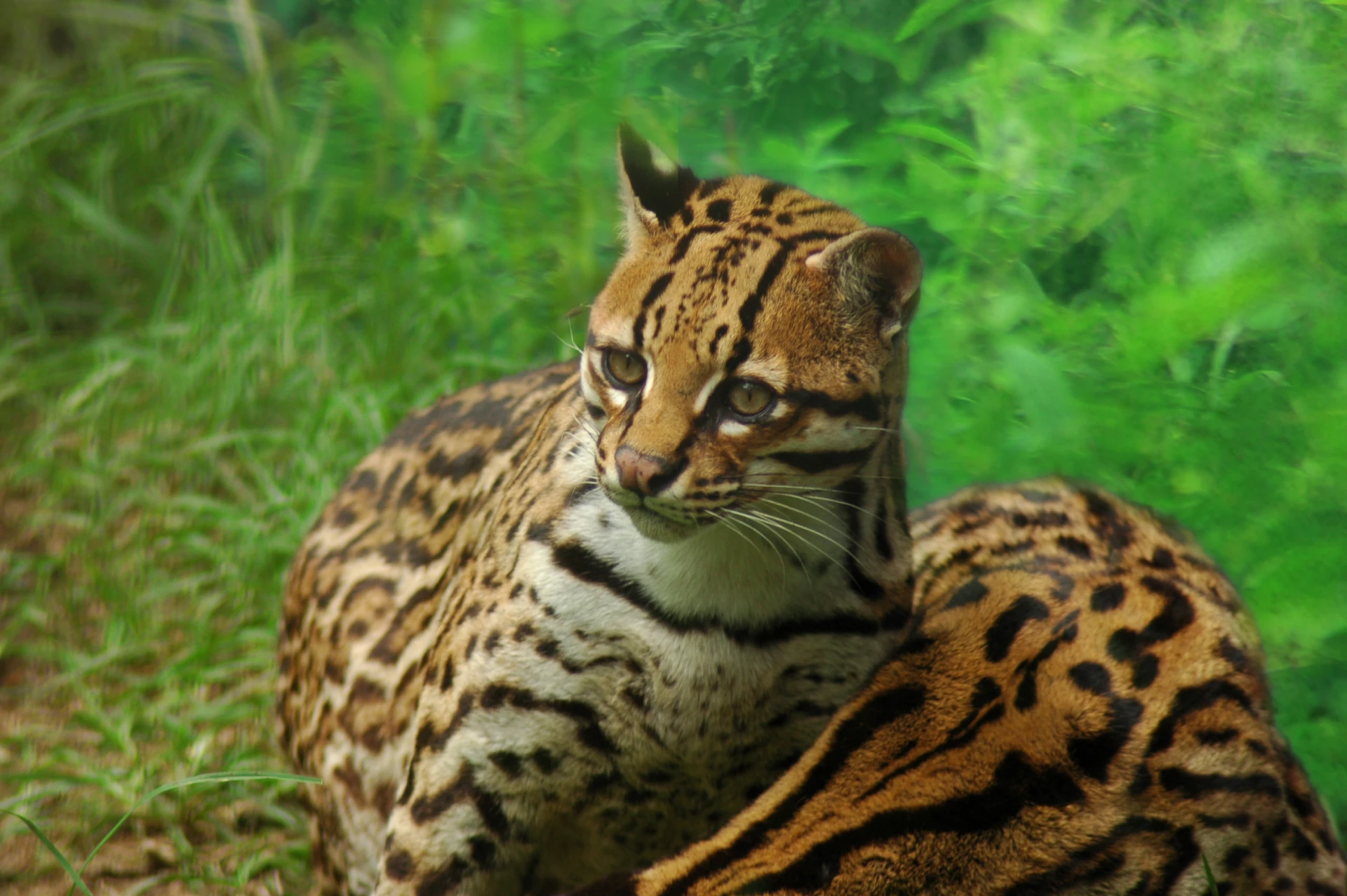 Yasuní National Park