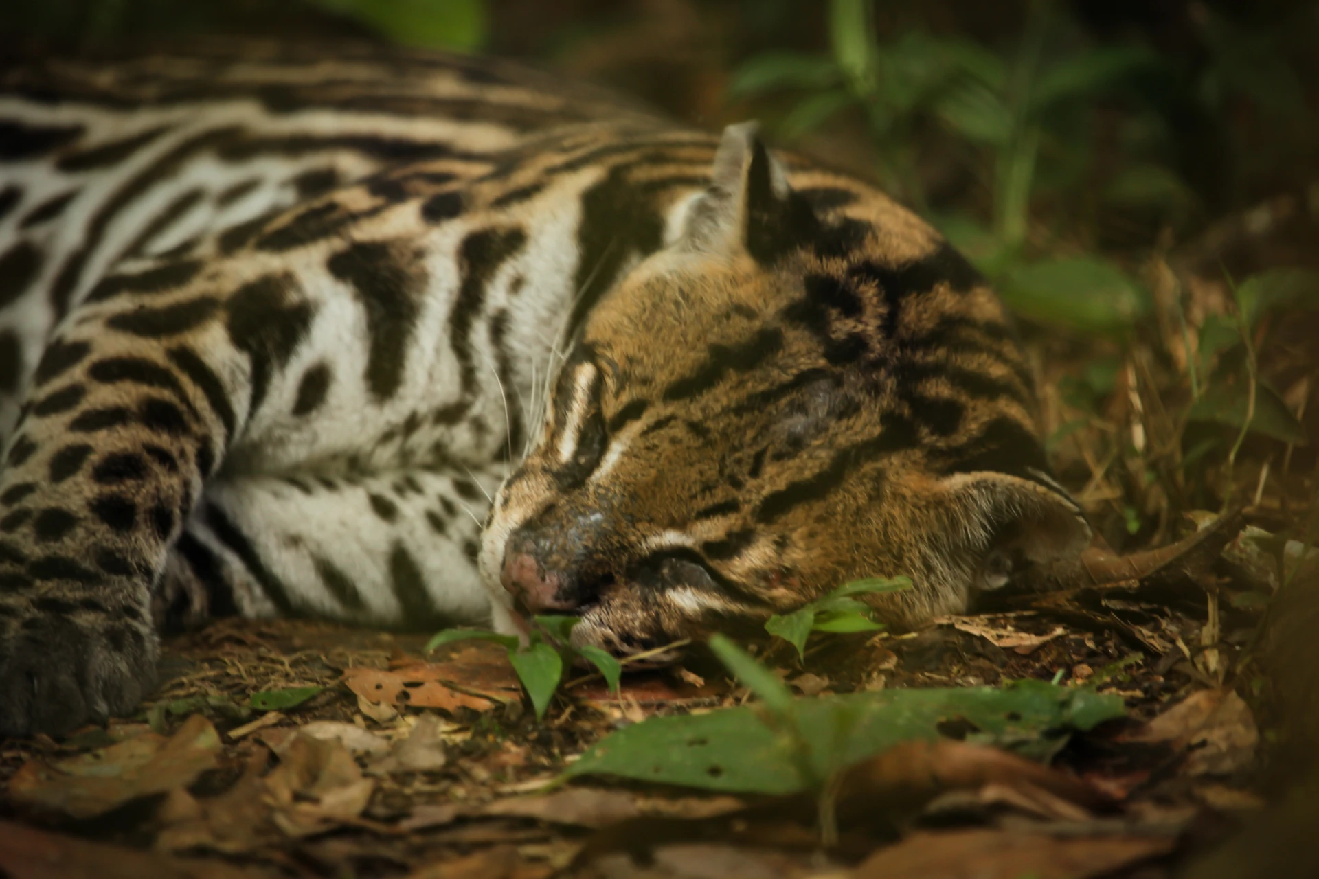 Amazon Rainforest (Tena / Hakuna Matata Lodge)