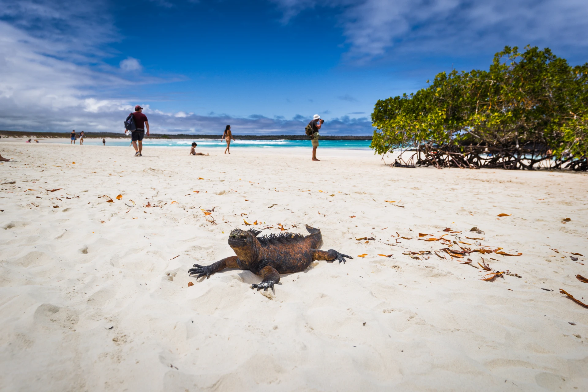 SINGLE GAY MEN GROUP TOUR ECUADOR AND GALAPAGOS ISLANDS - Ecuador