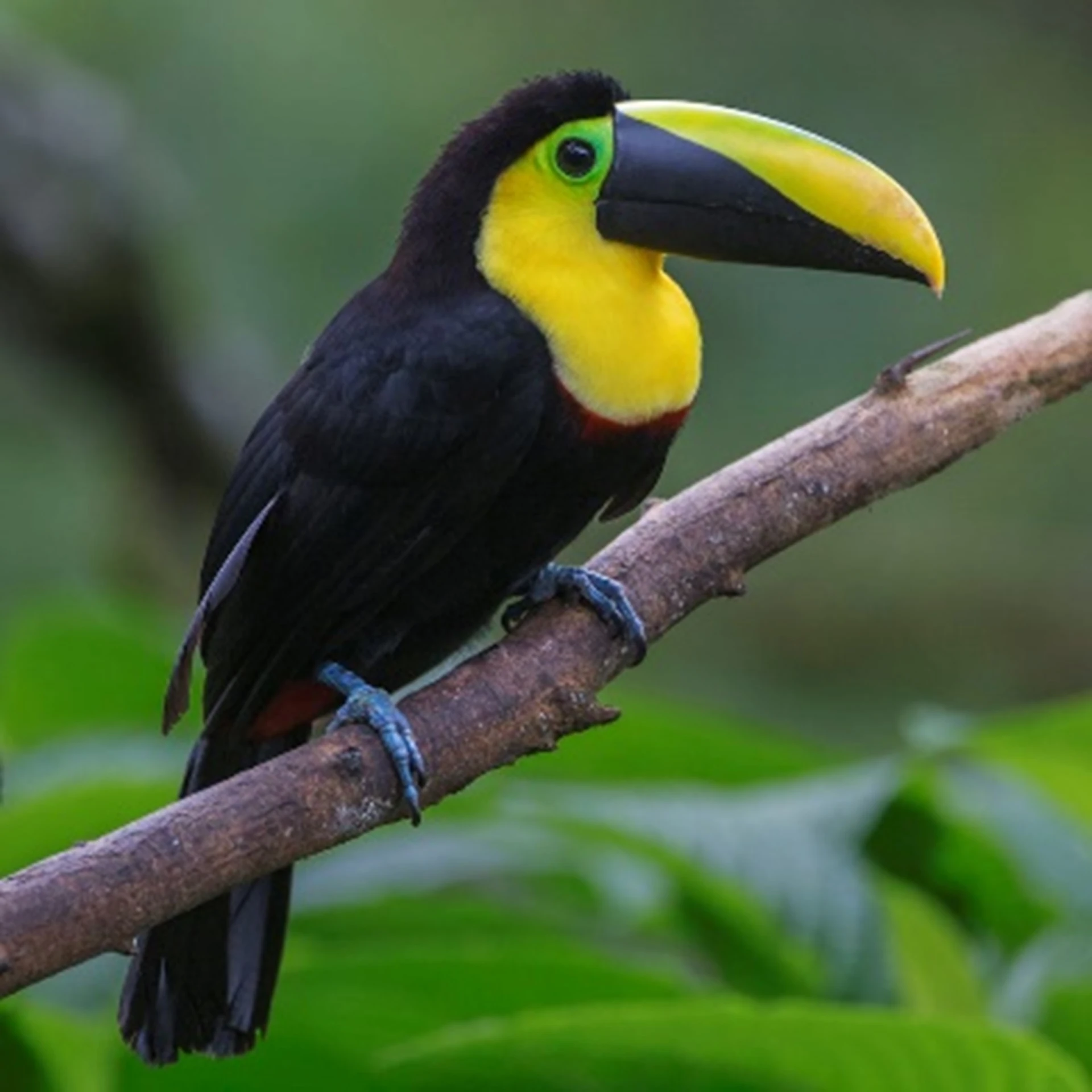 Tandayapa 3 giorni - Pacchetto birdwatching