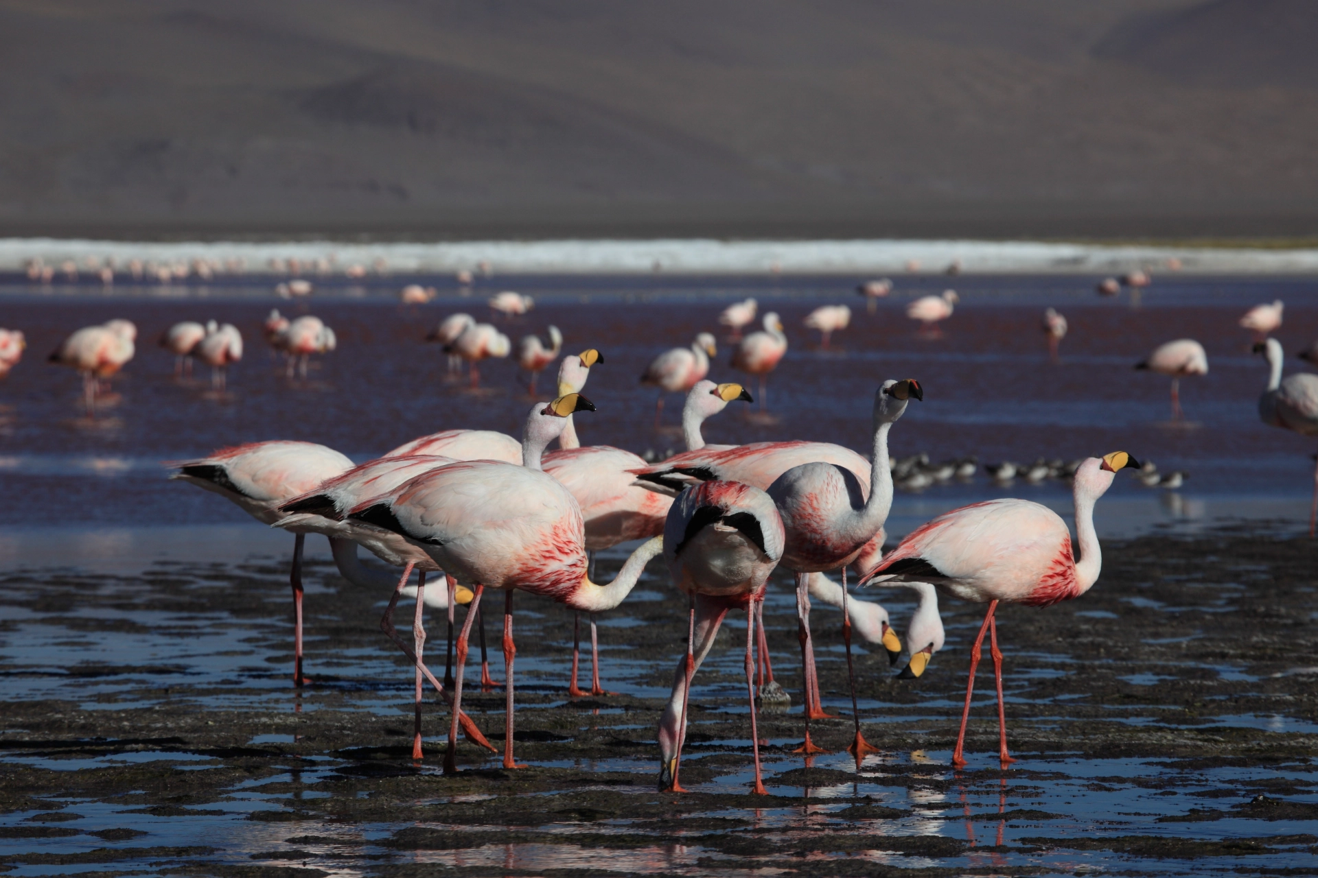 Atacama-Wüste Route 7 Tage ab San Pedro de Atacama