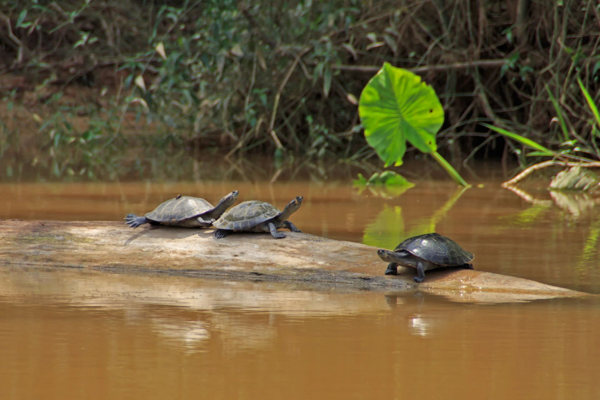 Yasuní National Park