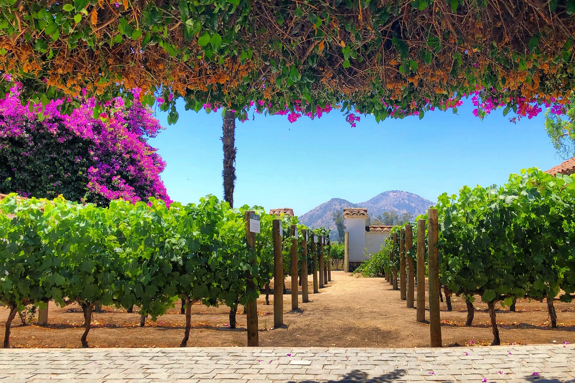 Chile Wine Tour 8 Days with Casablanca and Colchagua