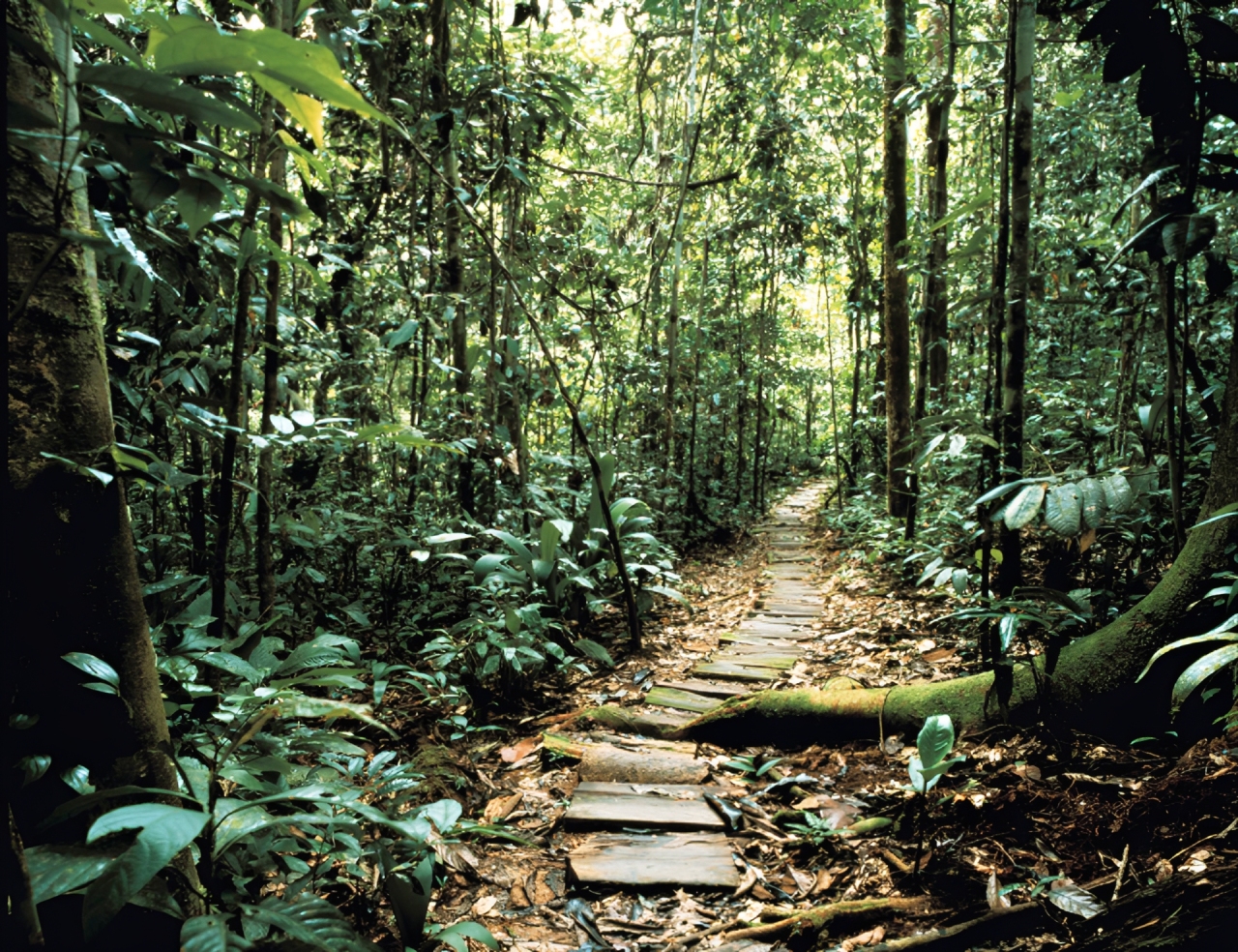 Amazon Rainforest