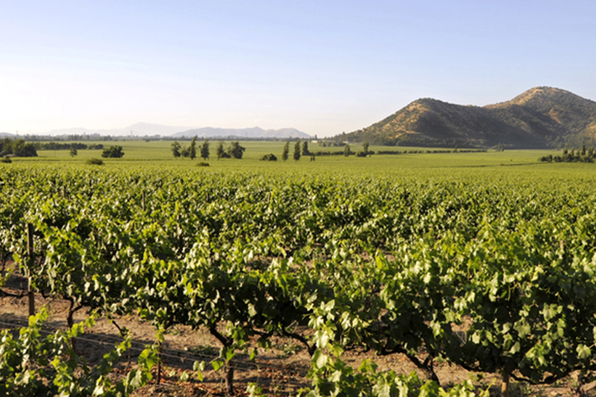 Maipo