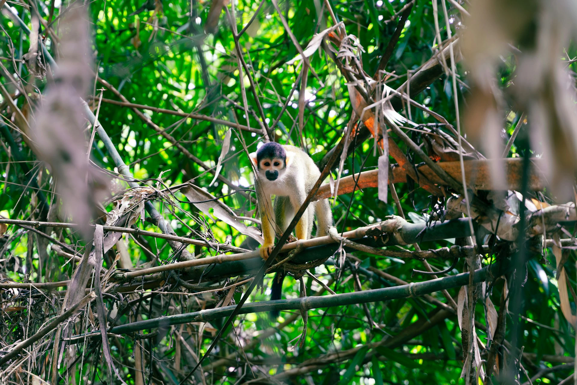Amazon Rainforest