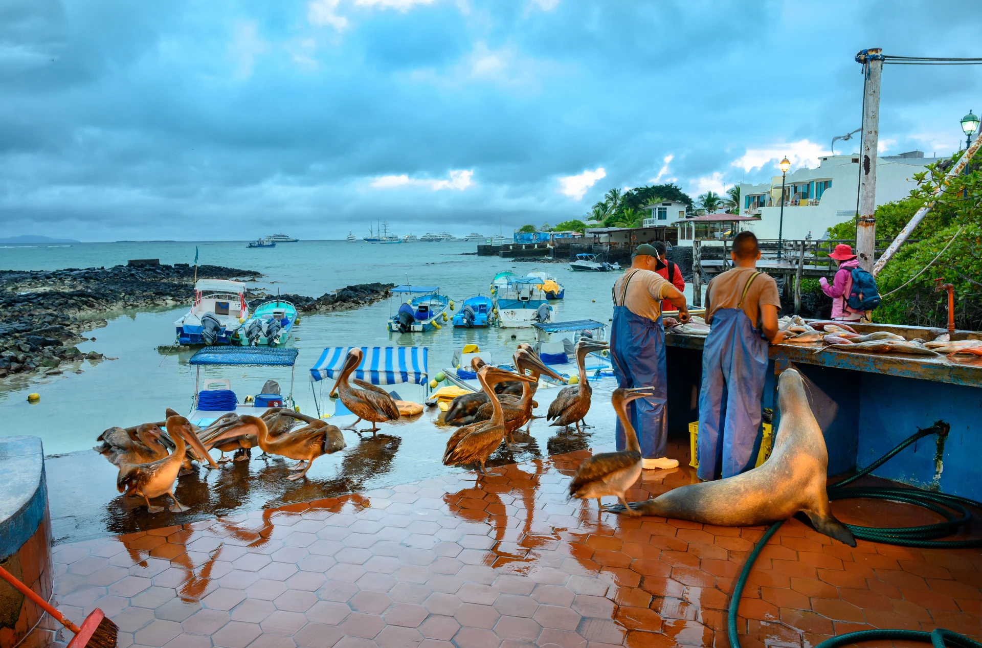 Puerto Ayora