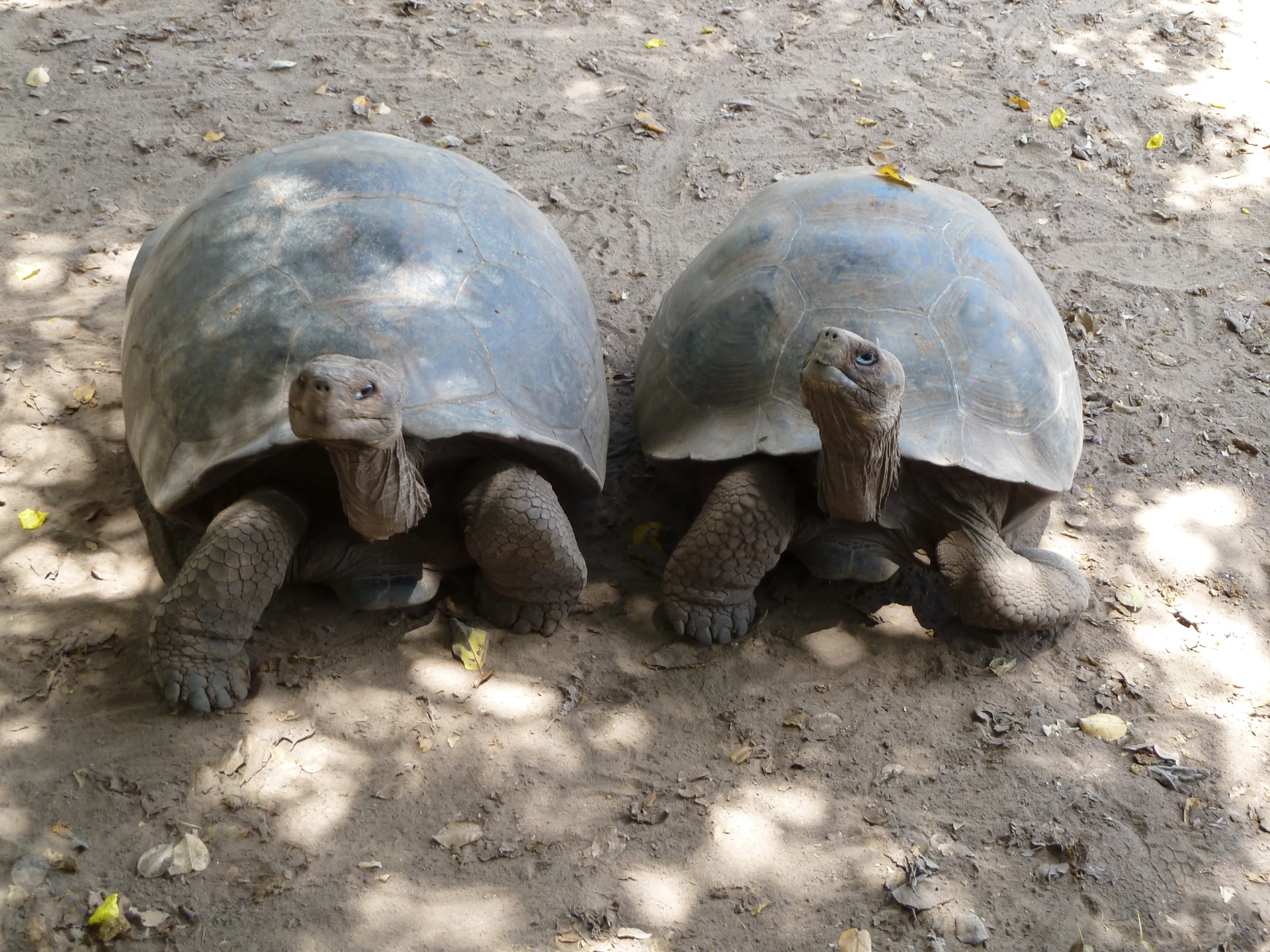 Galápagos Island Hopping  11 D/ 10 N