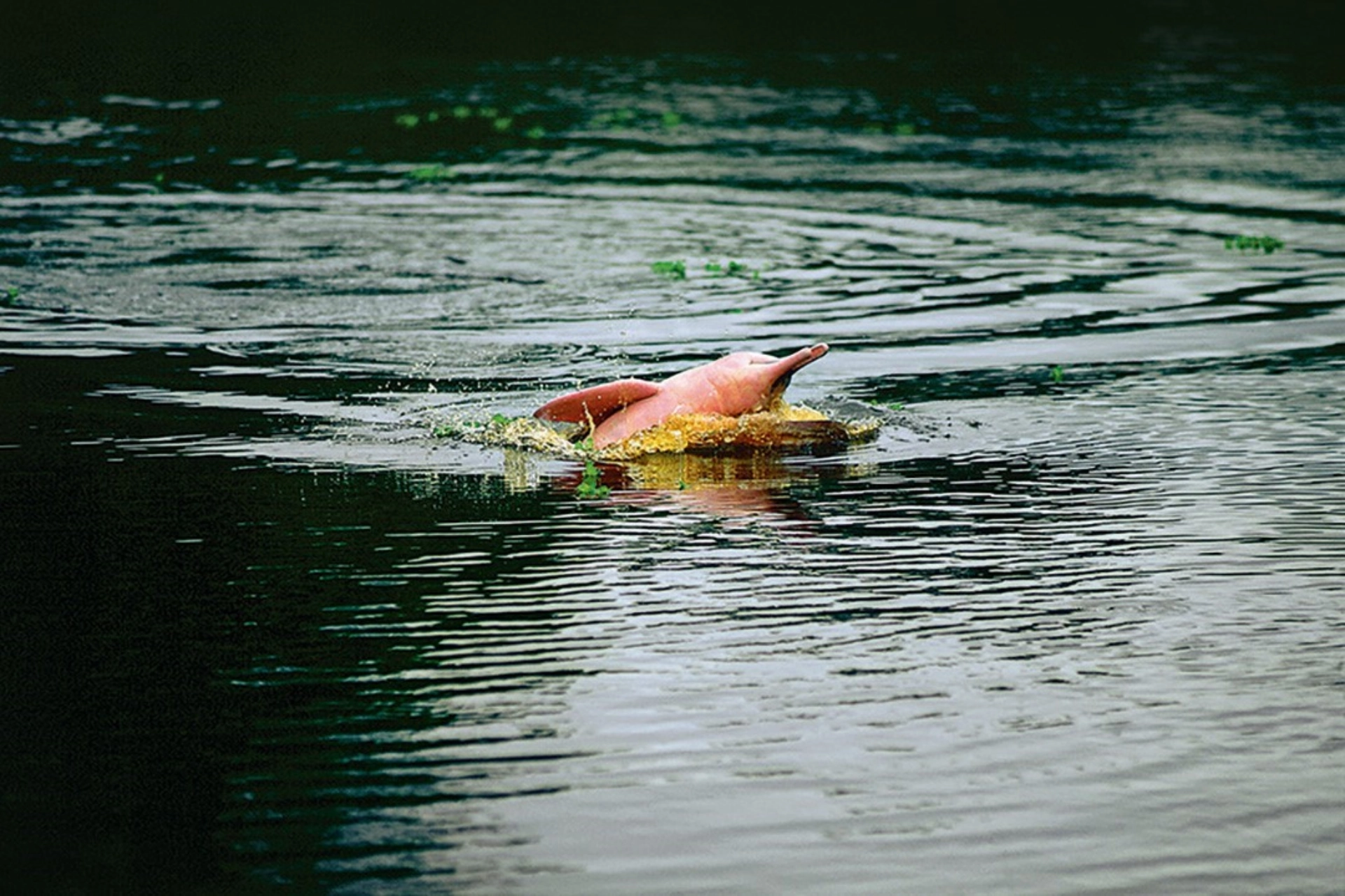 Cruzeiro no Amazonas com peixe-boi: Explore a floresta tropical equatoriana